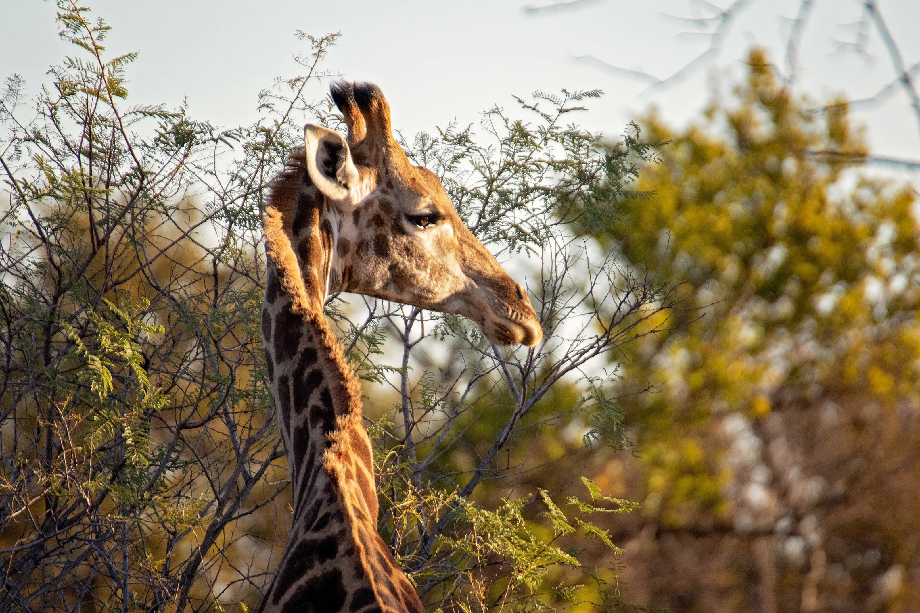 Dinokeng Giraffe