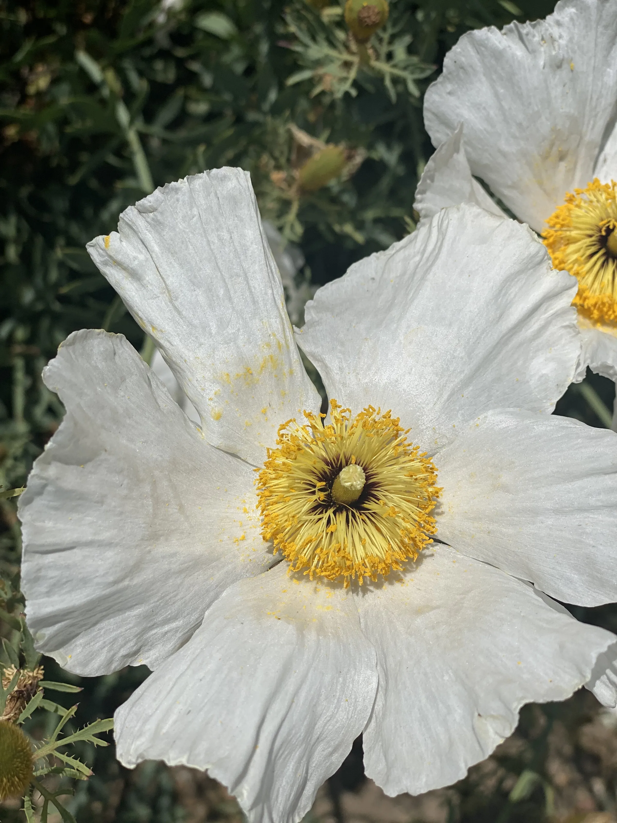 Matilija Poppies