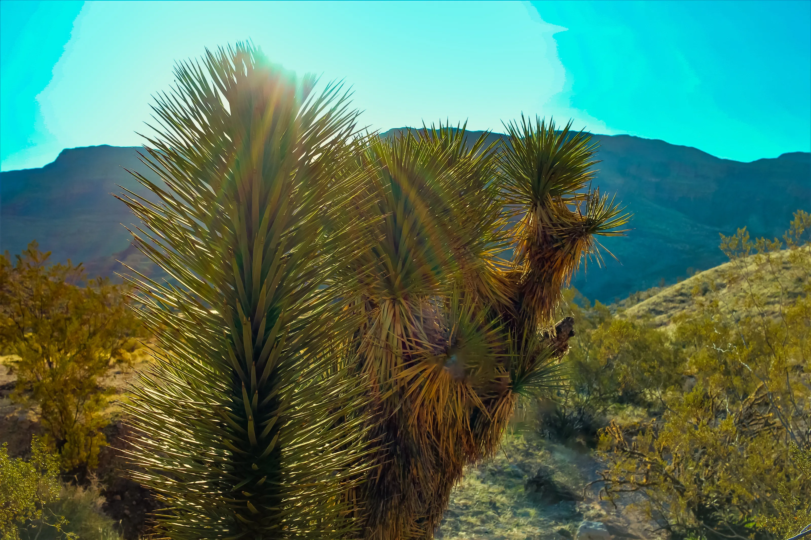 Desert Life