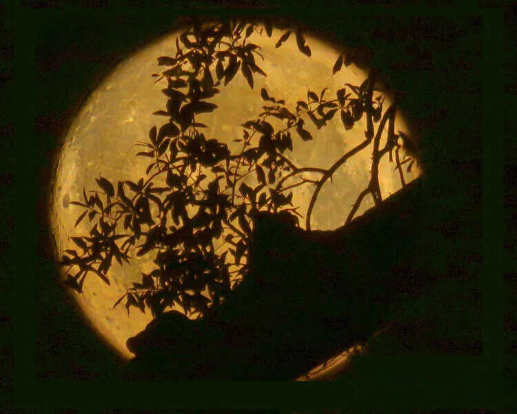 Strawberry Moon