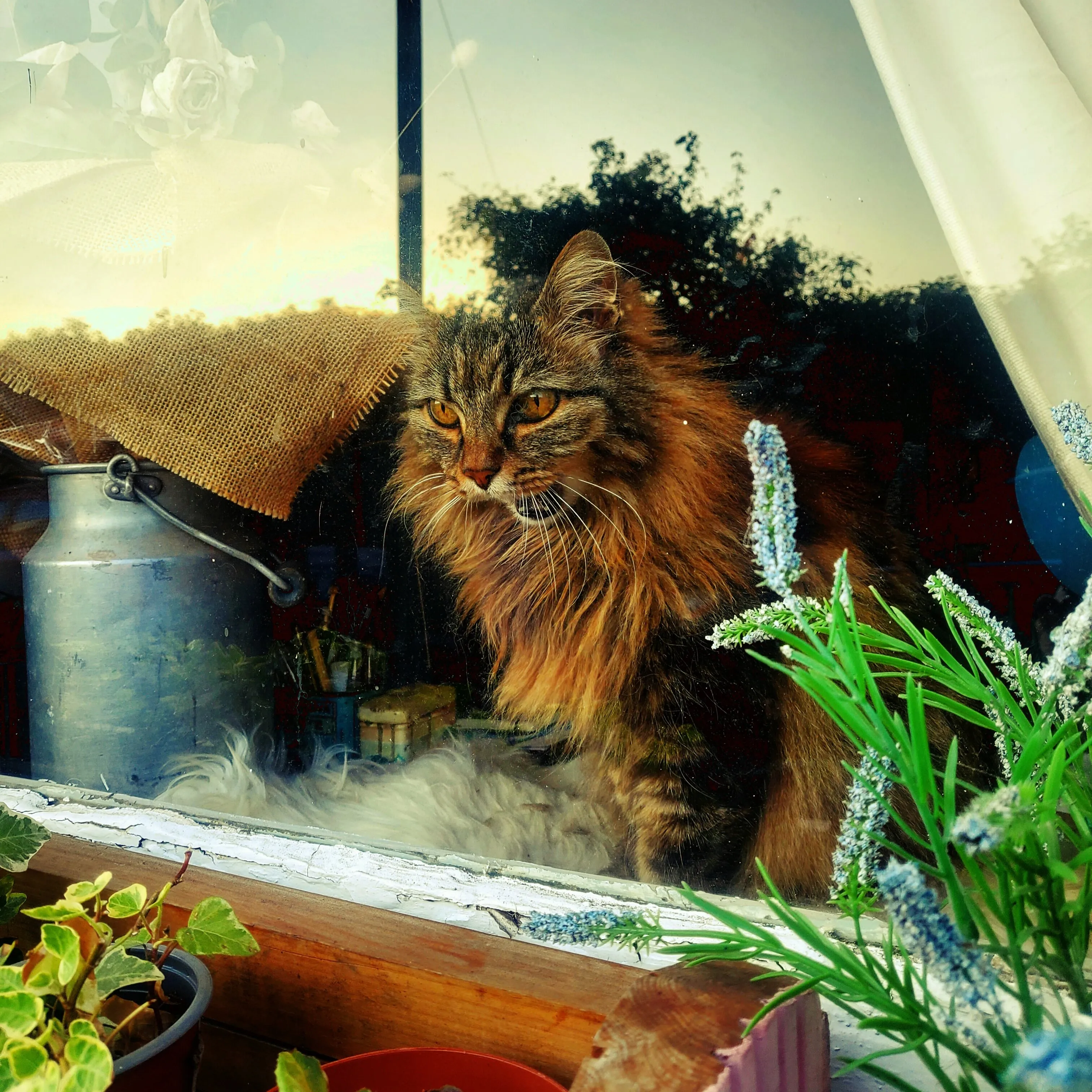 Pretty cat
