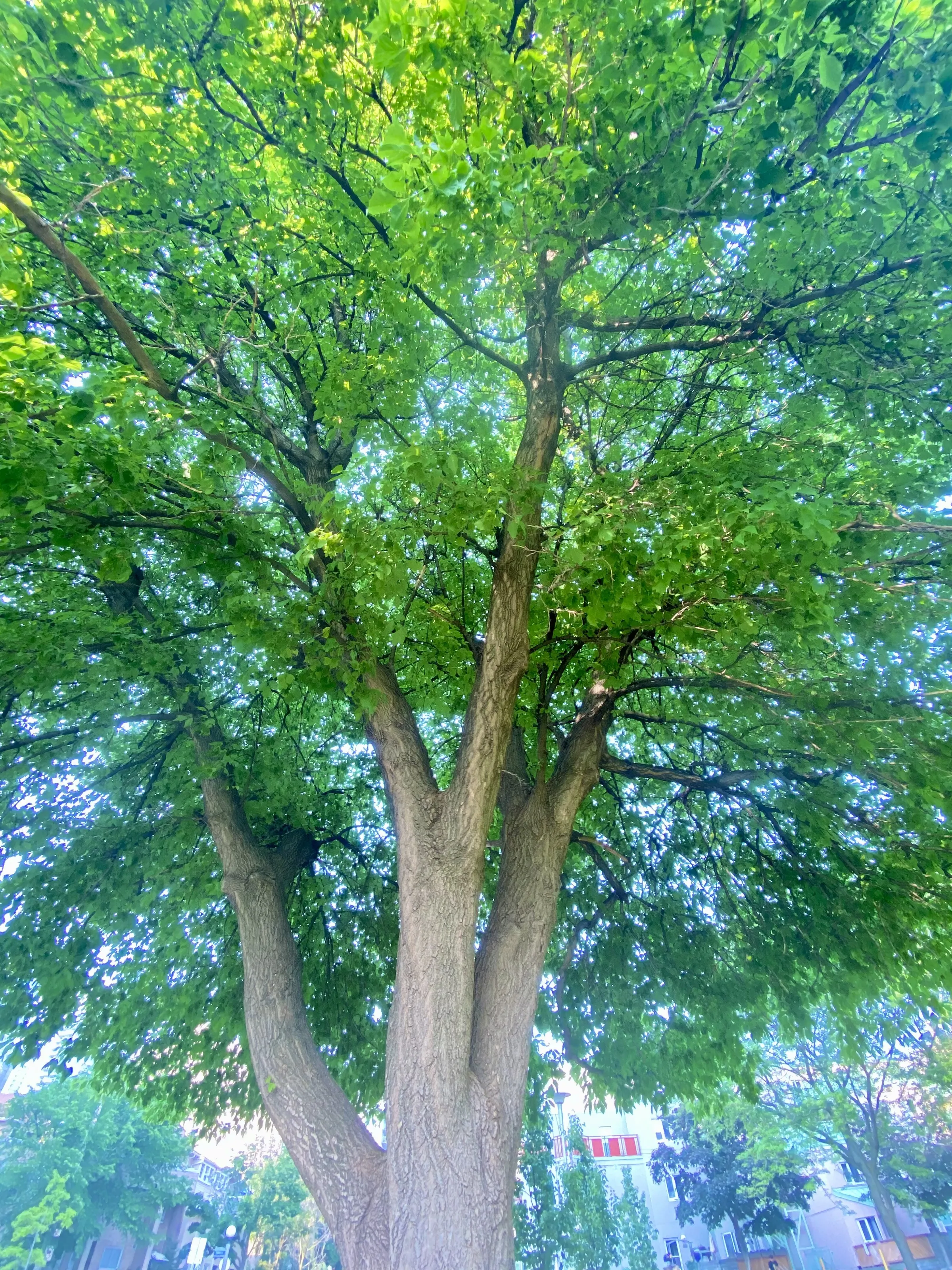 The Tree In The Park At The End Of My Street