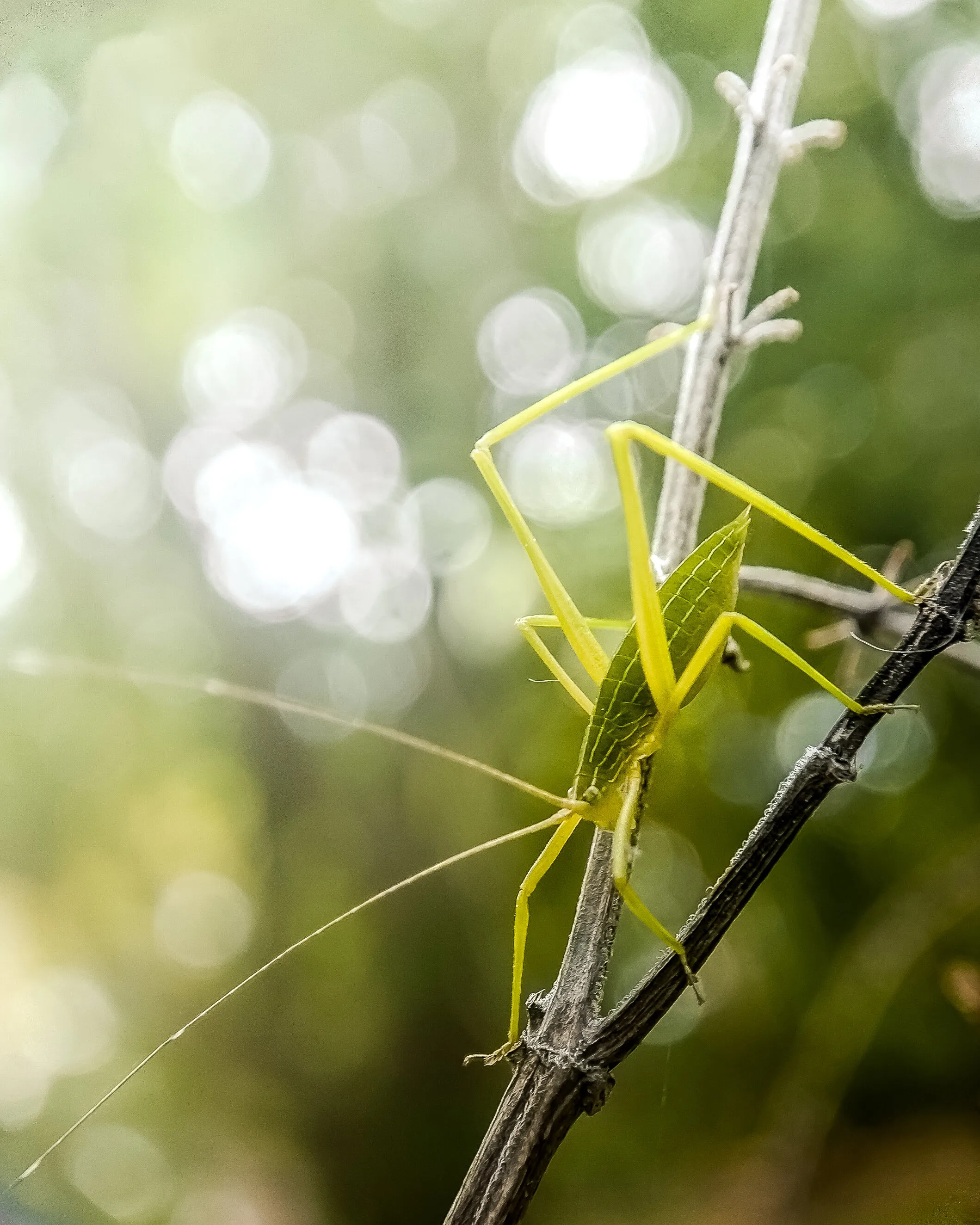 Green bug resting on the the tulsi plant