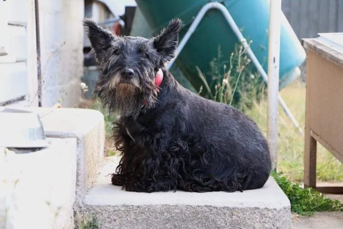 The wandering Scottie.