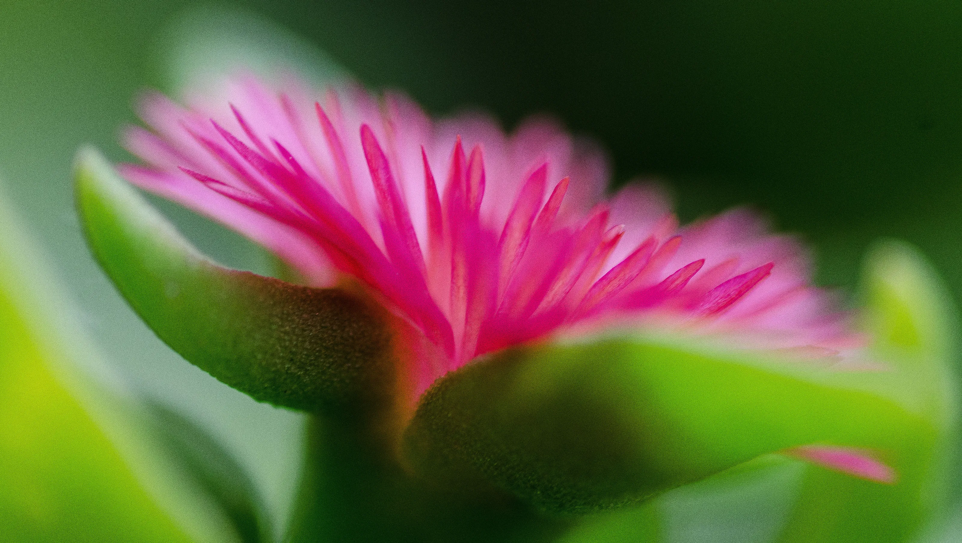 succulent flower