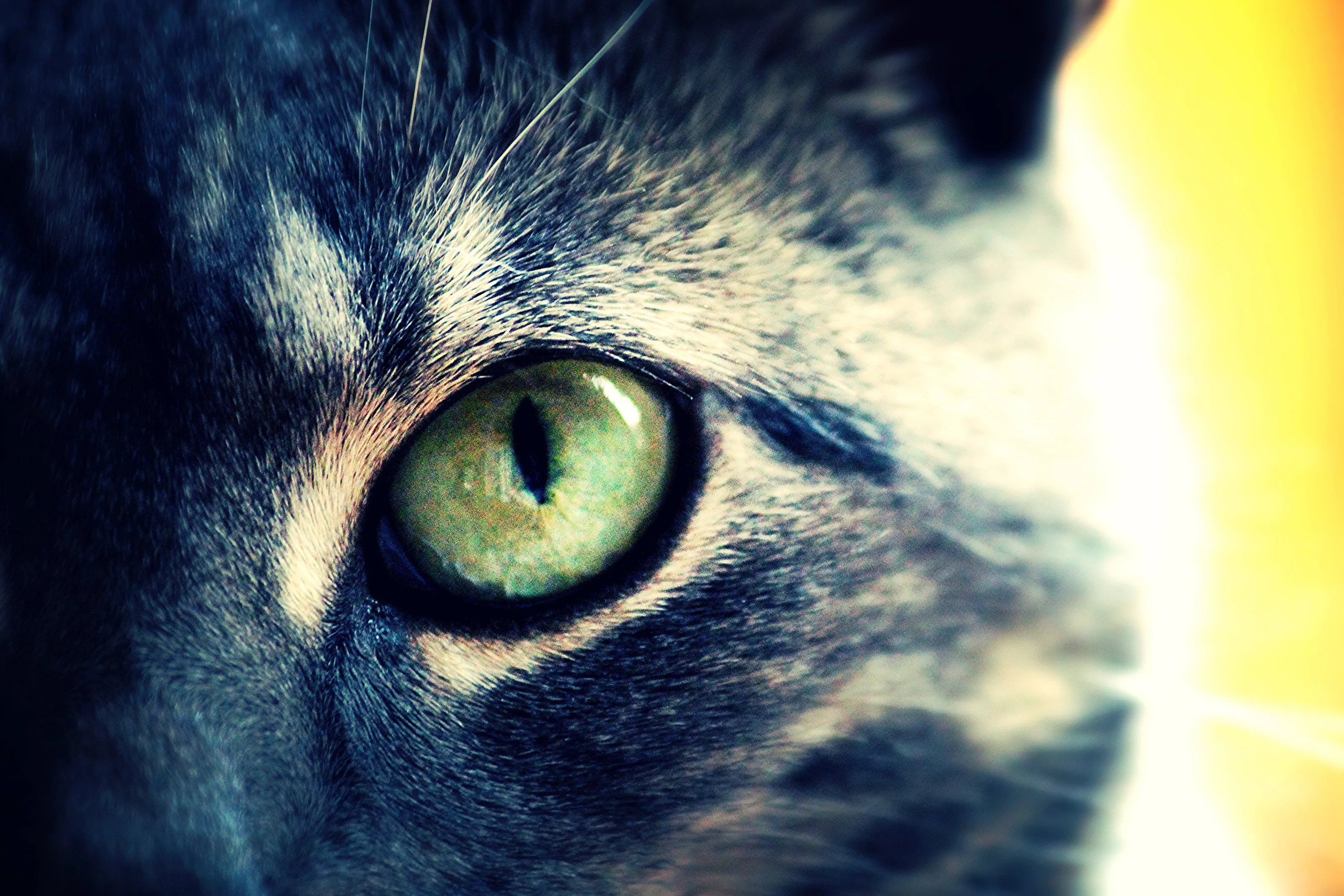 Emerald Eye