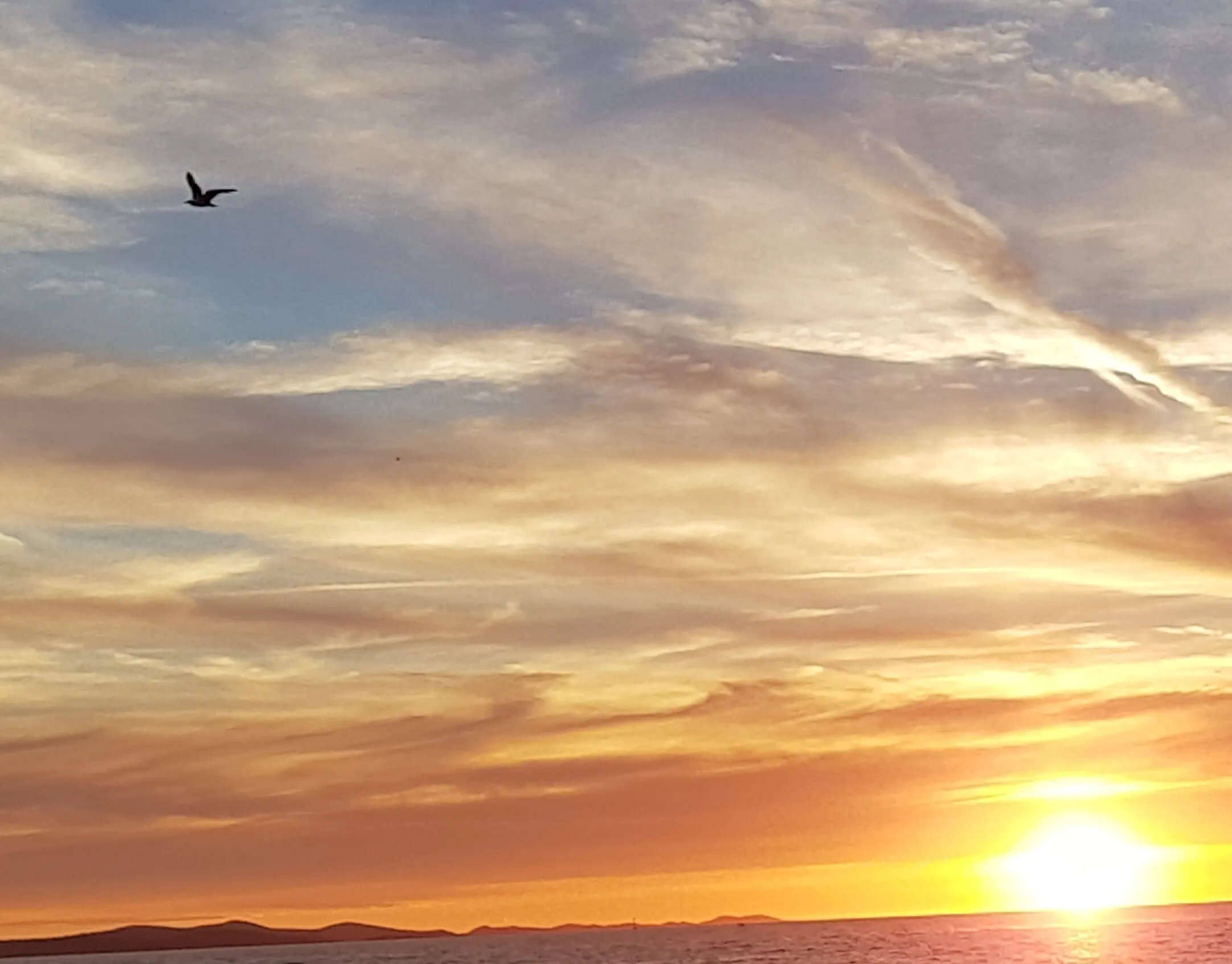 Sunset bird