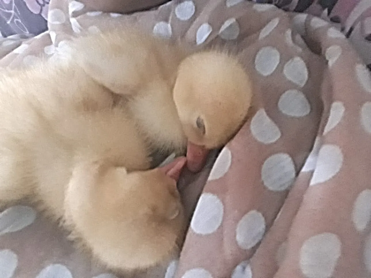 sleeping ducks