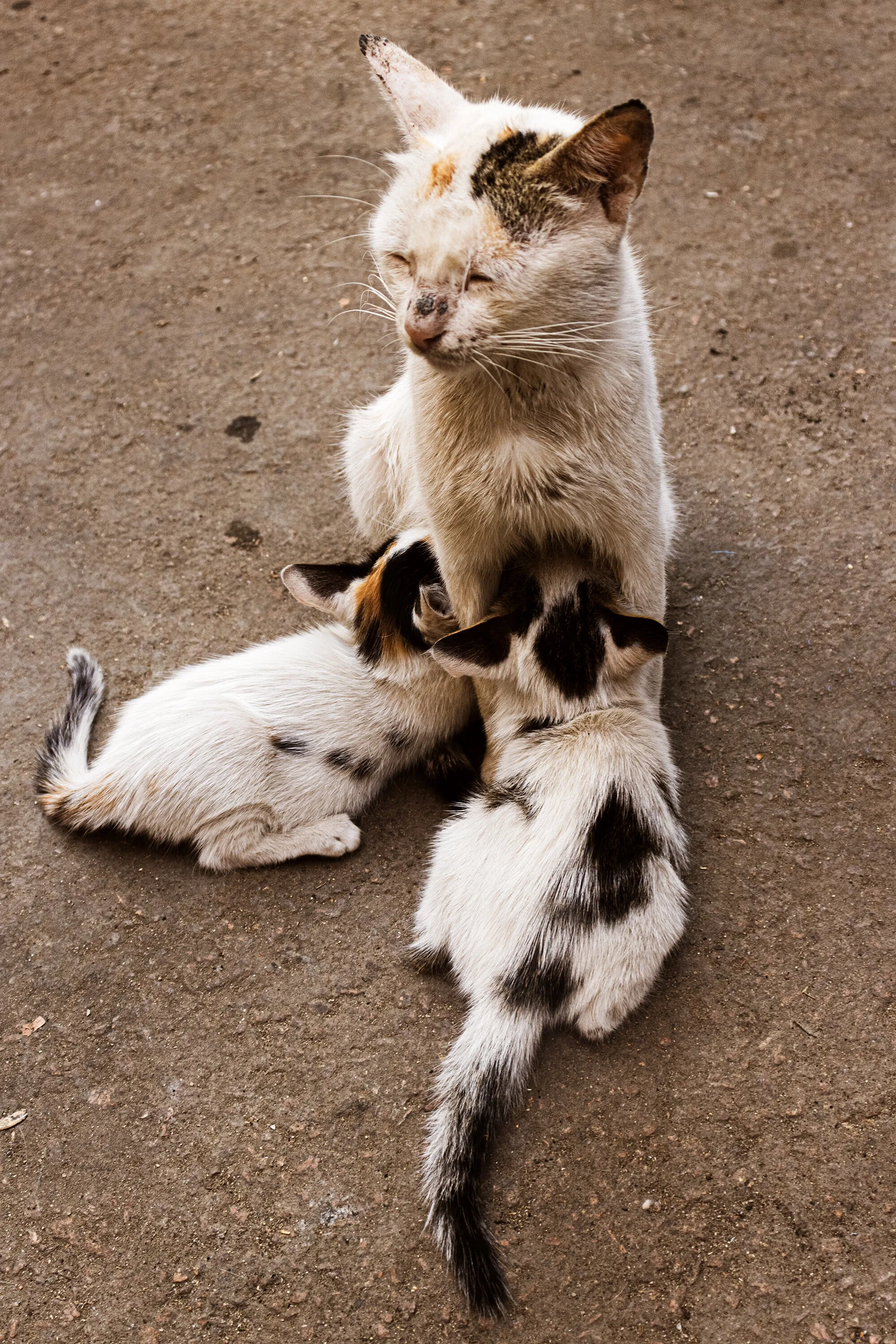 The Motherhood