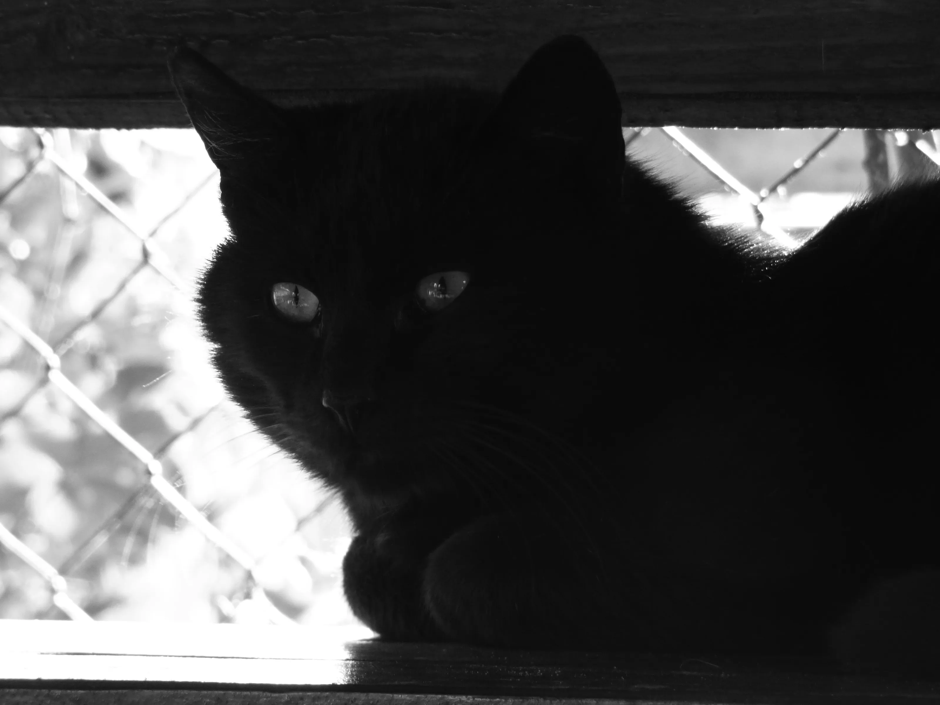 Black beuty