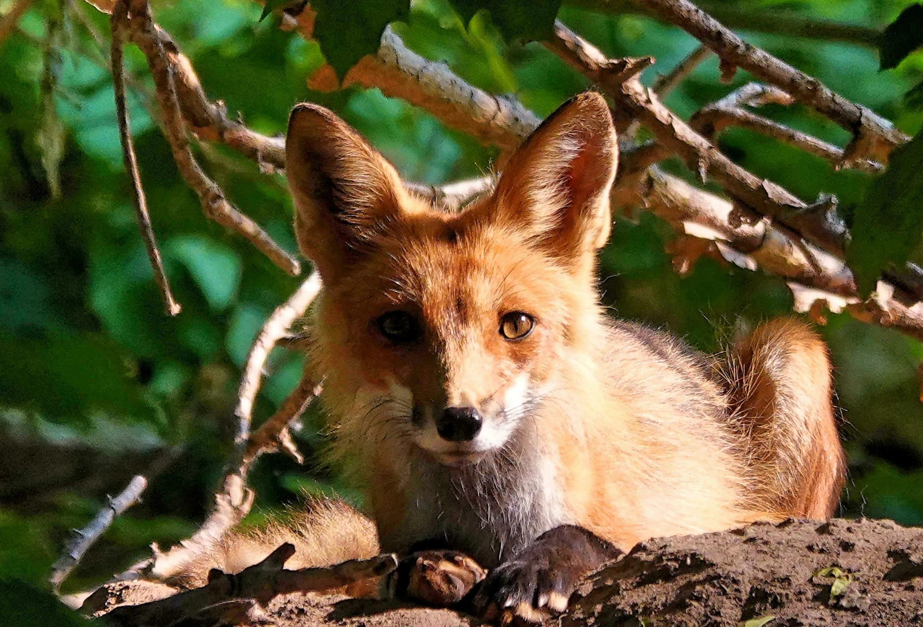 Inquisitive Kit