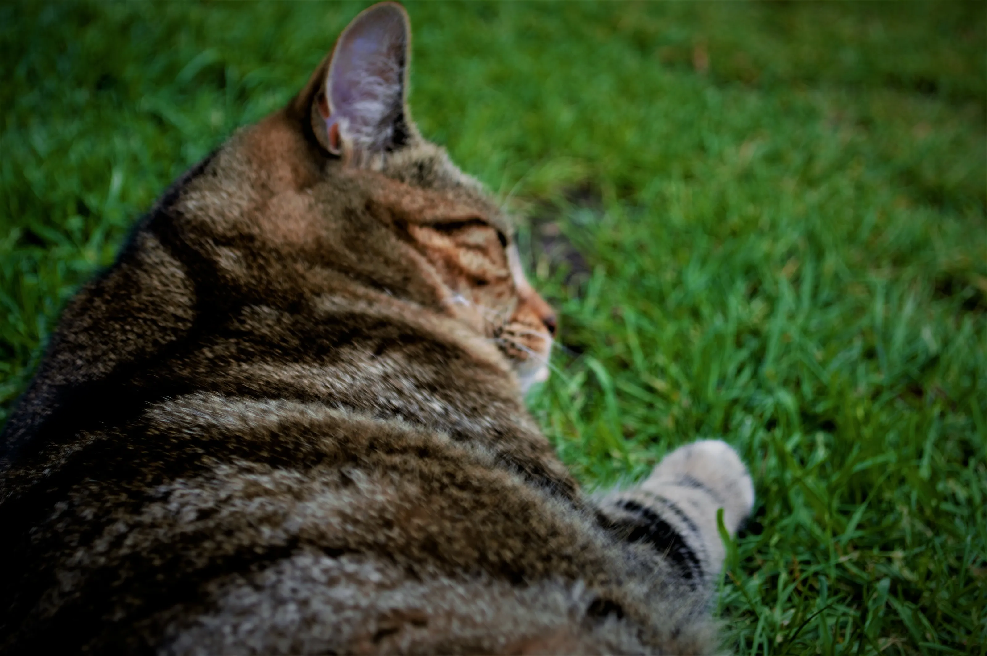 sleeping cat