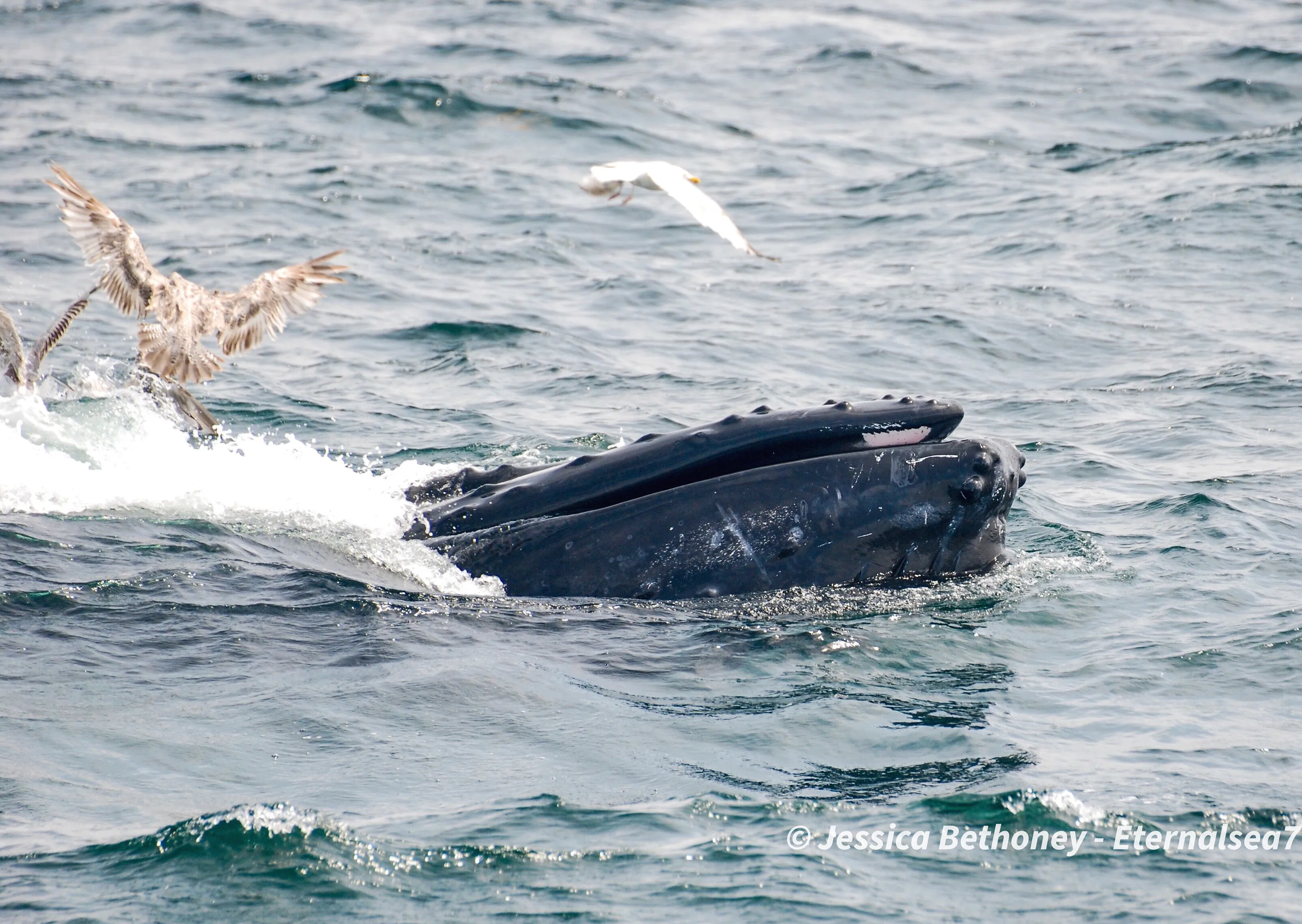 Humpback whale