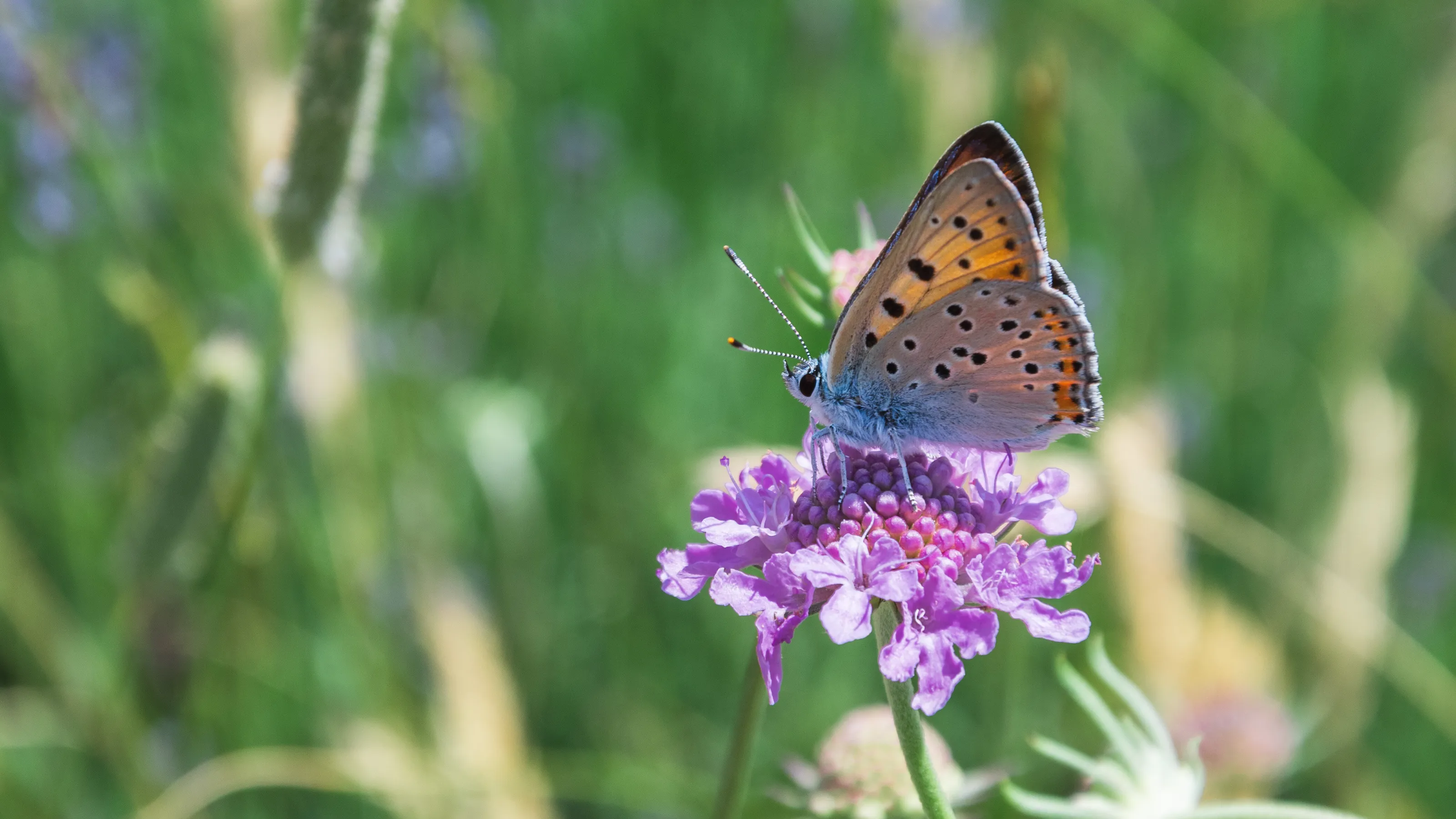 Purple-shot Copper - Cuivré Mauvin - Lycaena alciphron