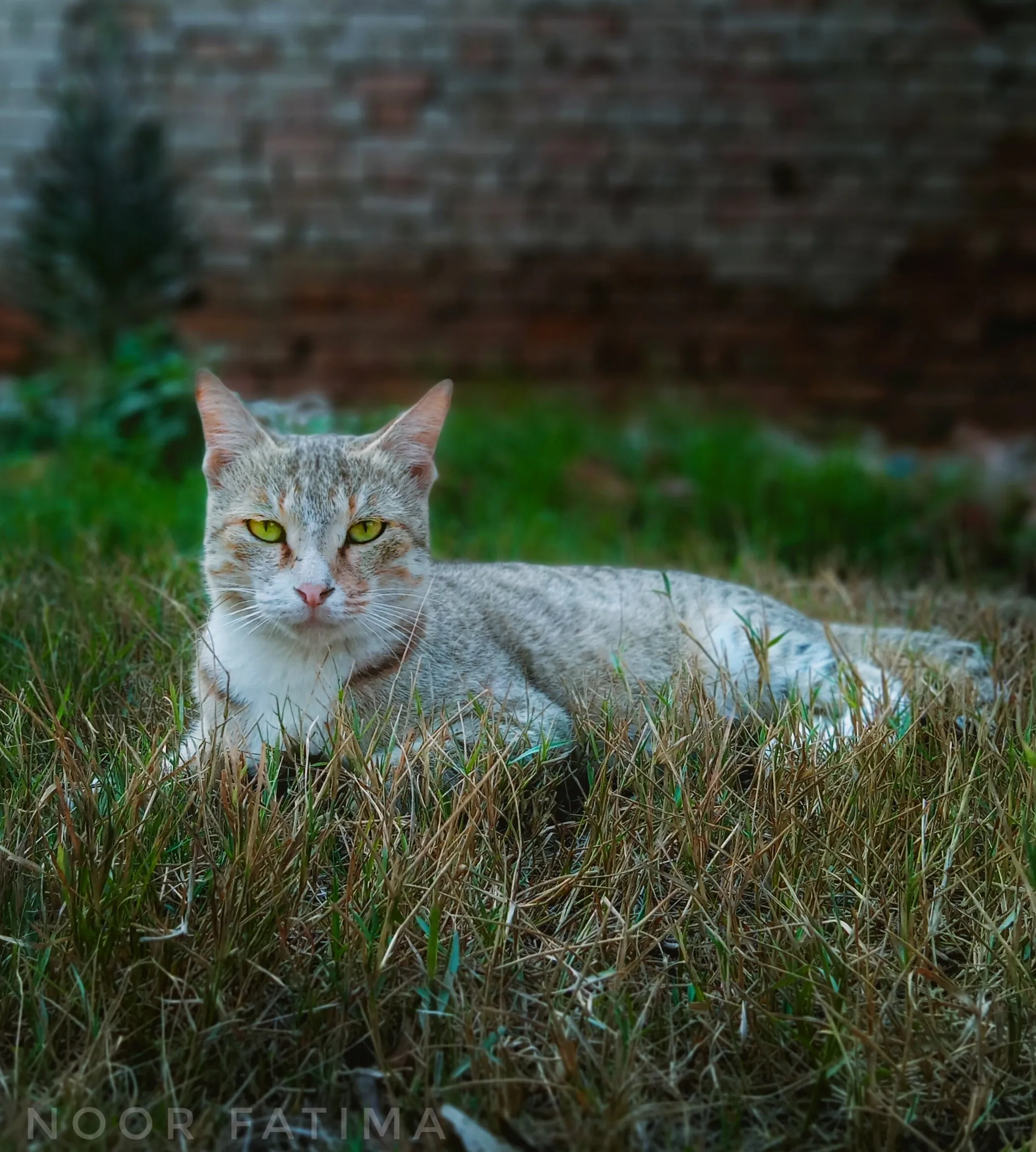 Cat portrait