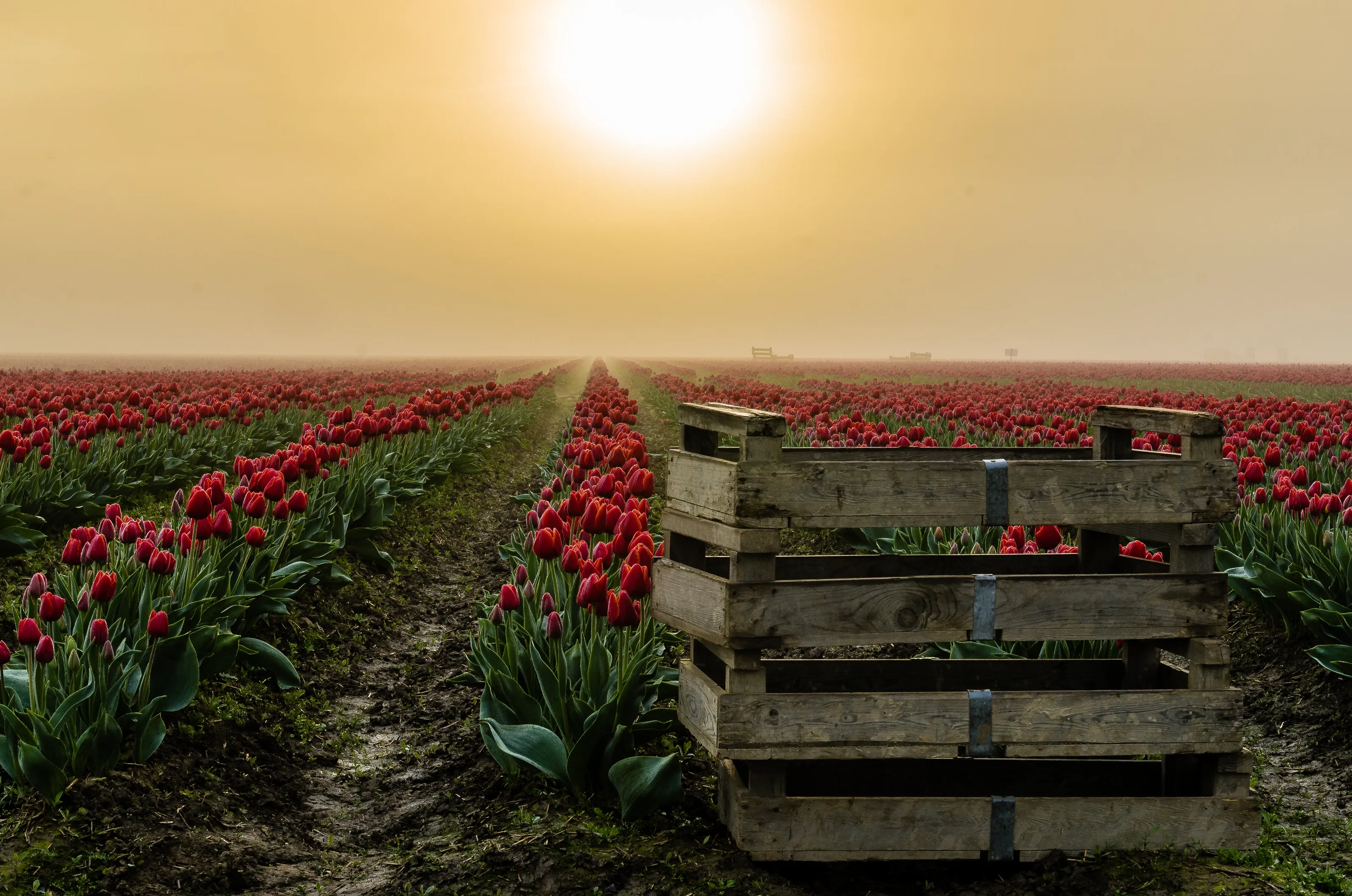 Sunrise through the Tulips