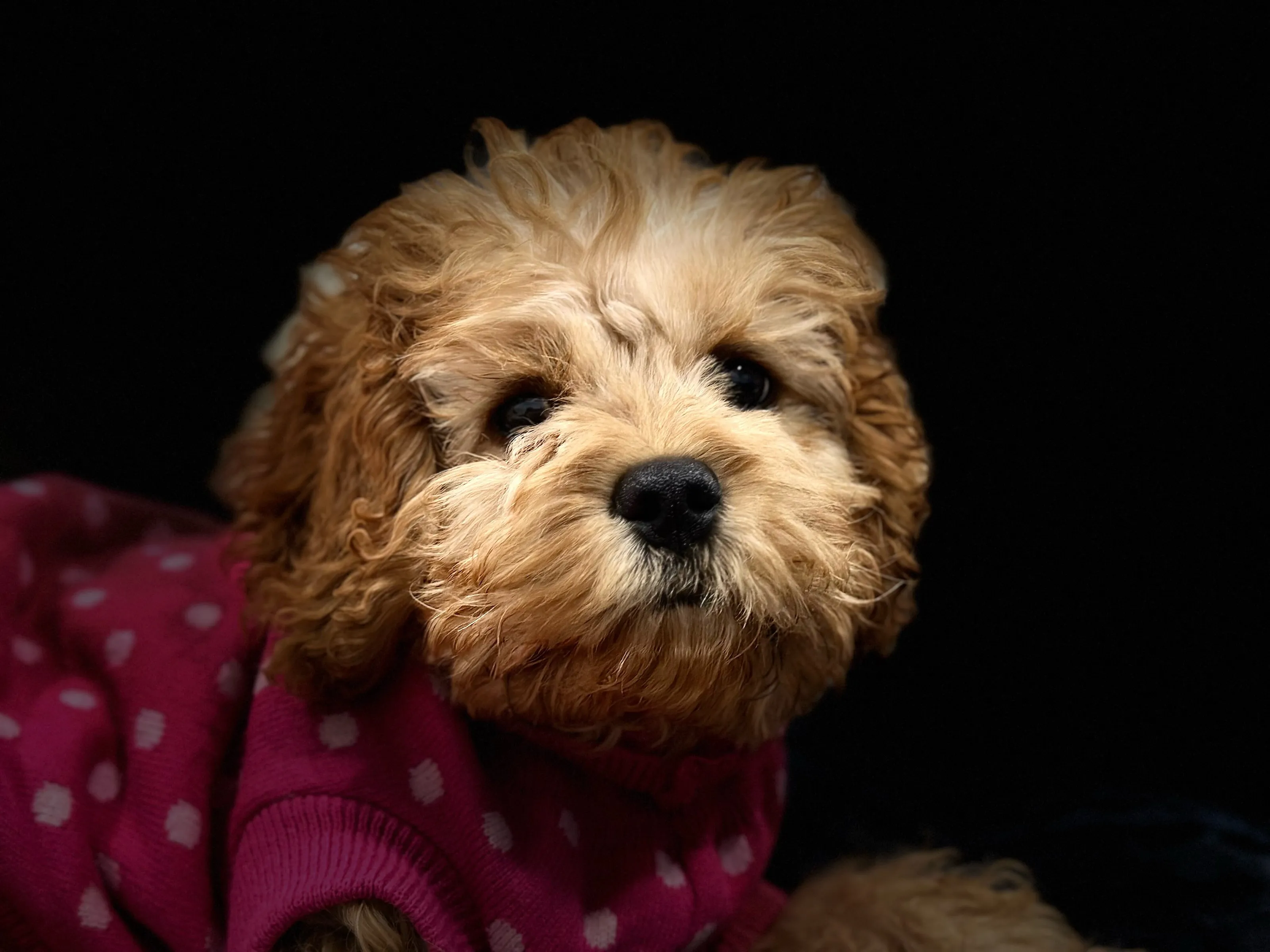 The little lady