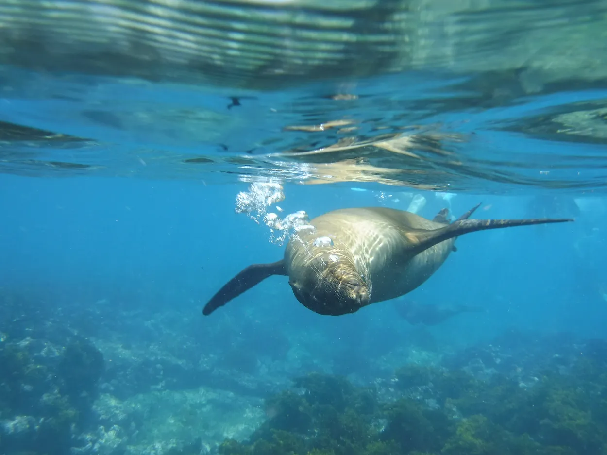 Entry 28188731