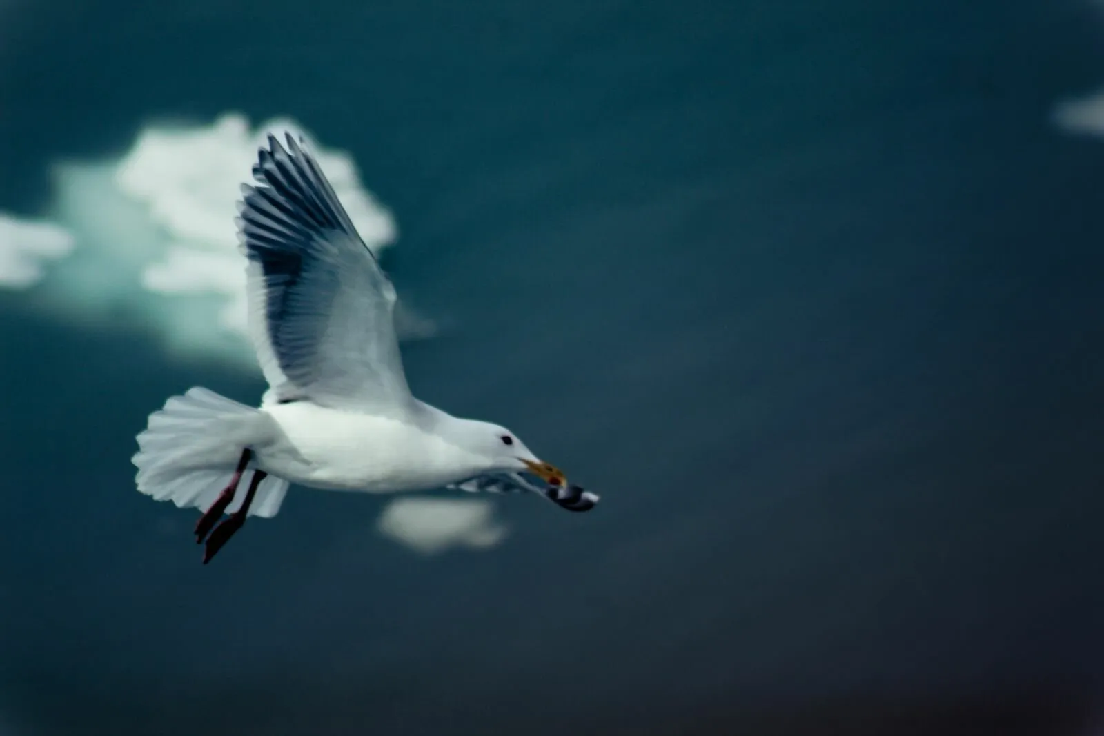 Flight Among the Ice
