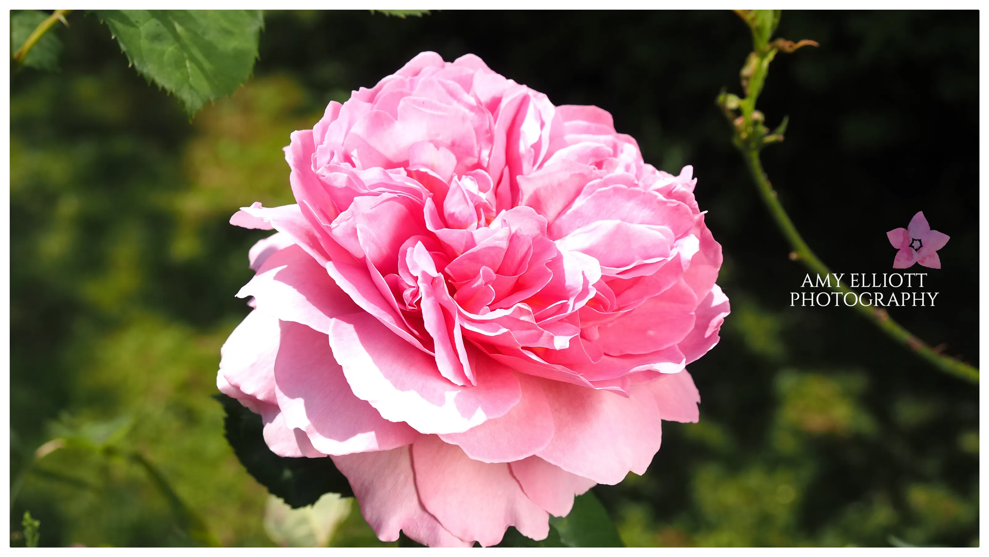 Rose Garden.