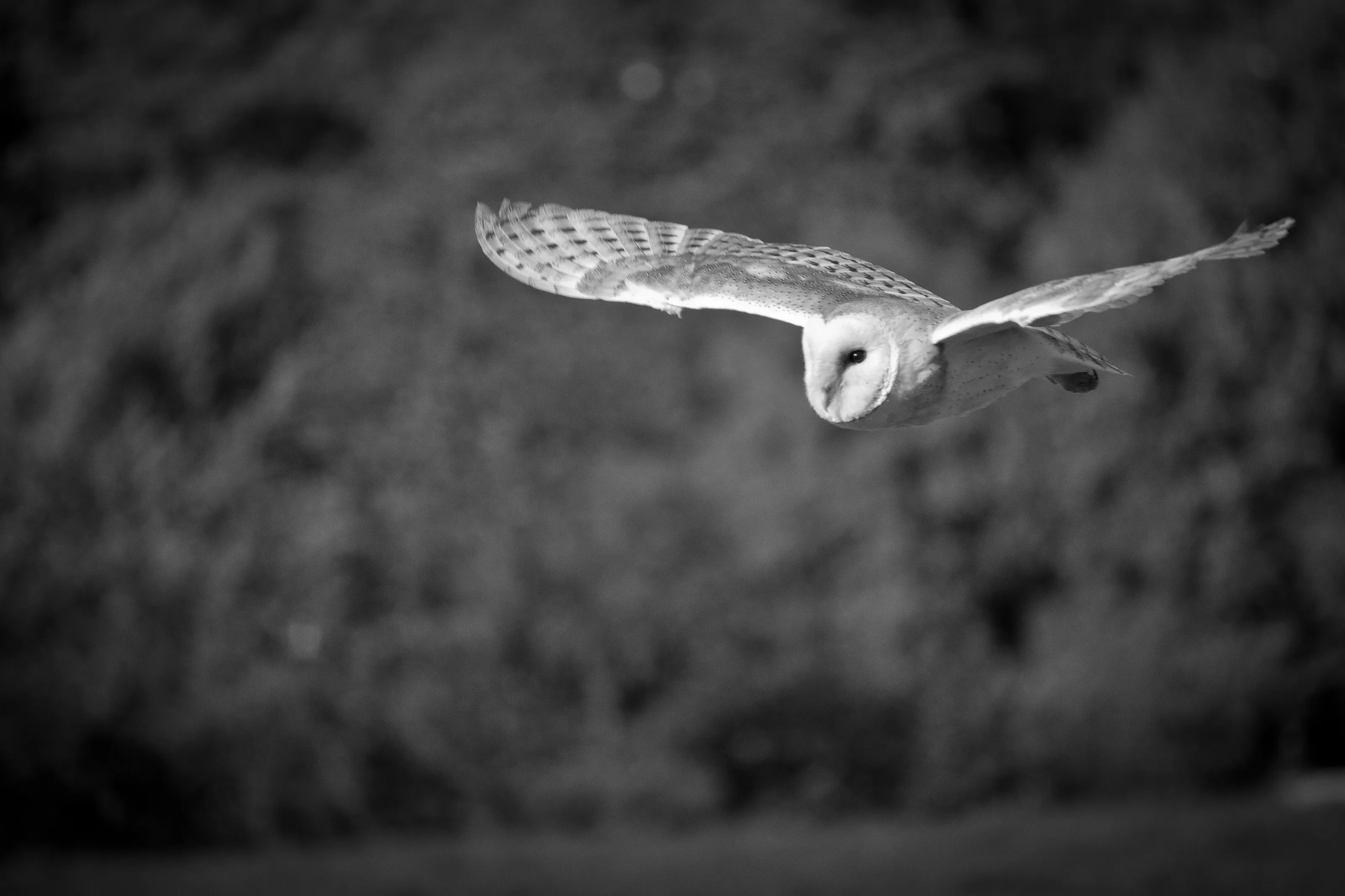 Owl in Flight