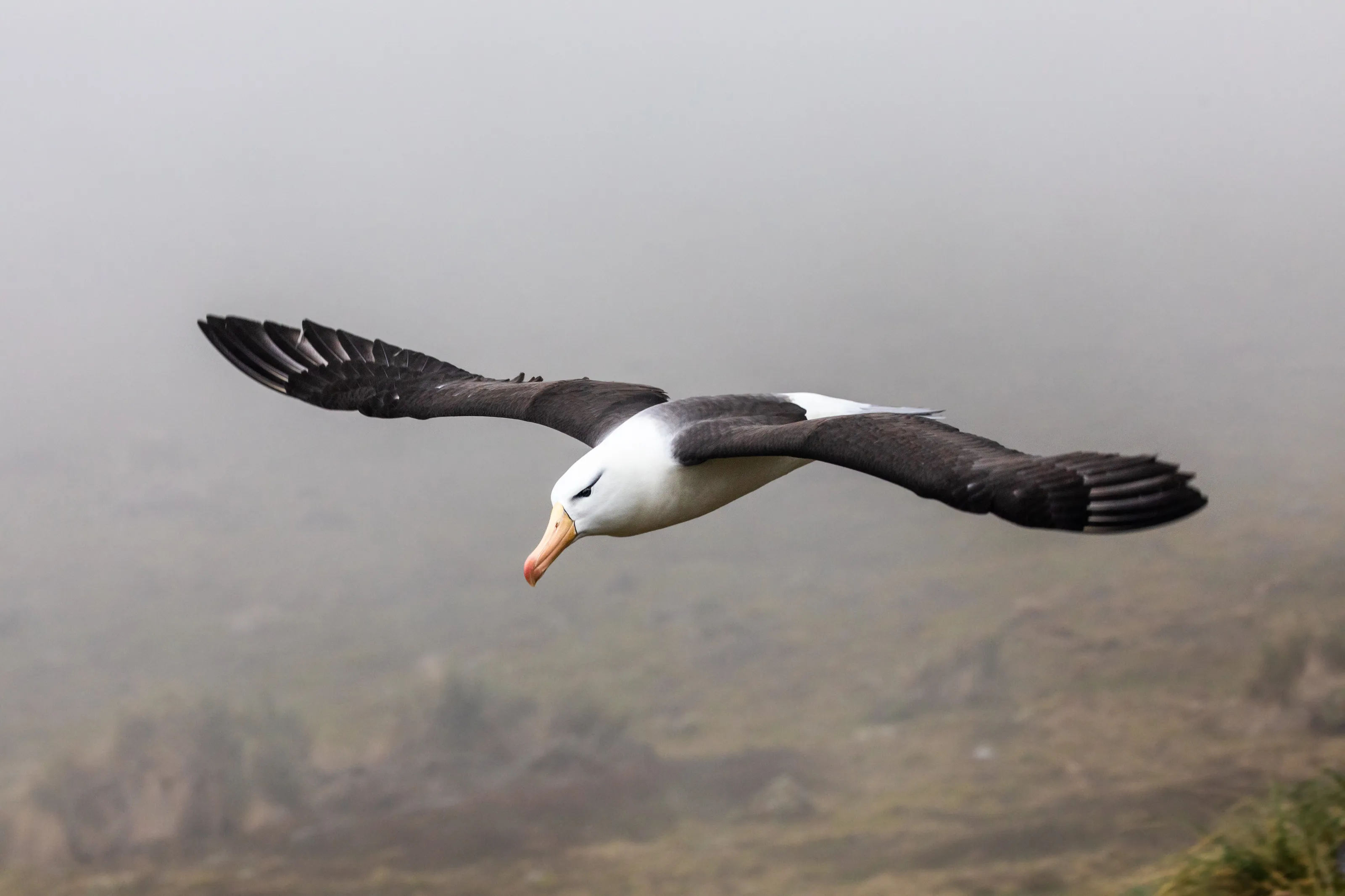 Black-browed Albatross Fly Past