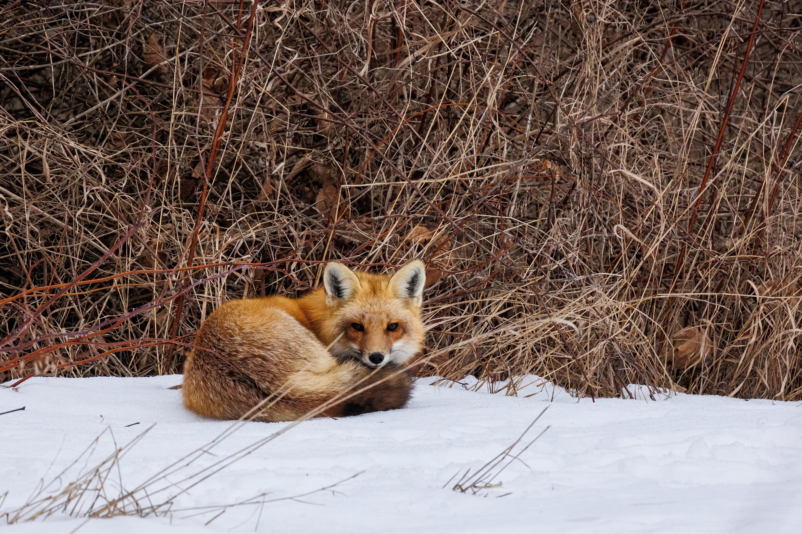 Watchful Eye