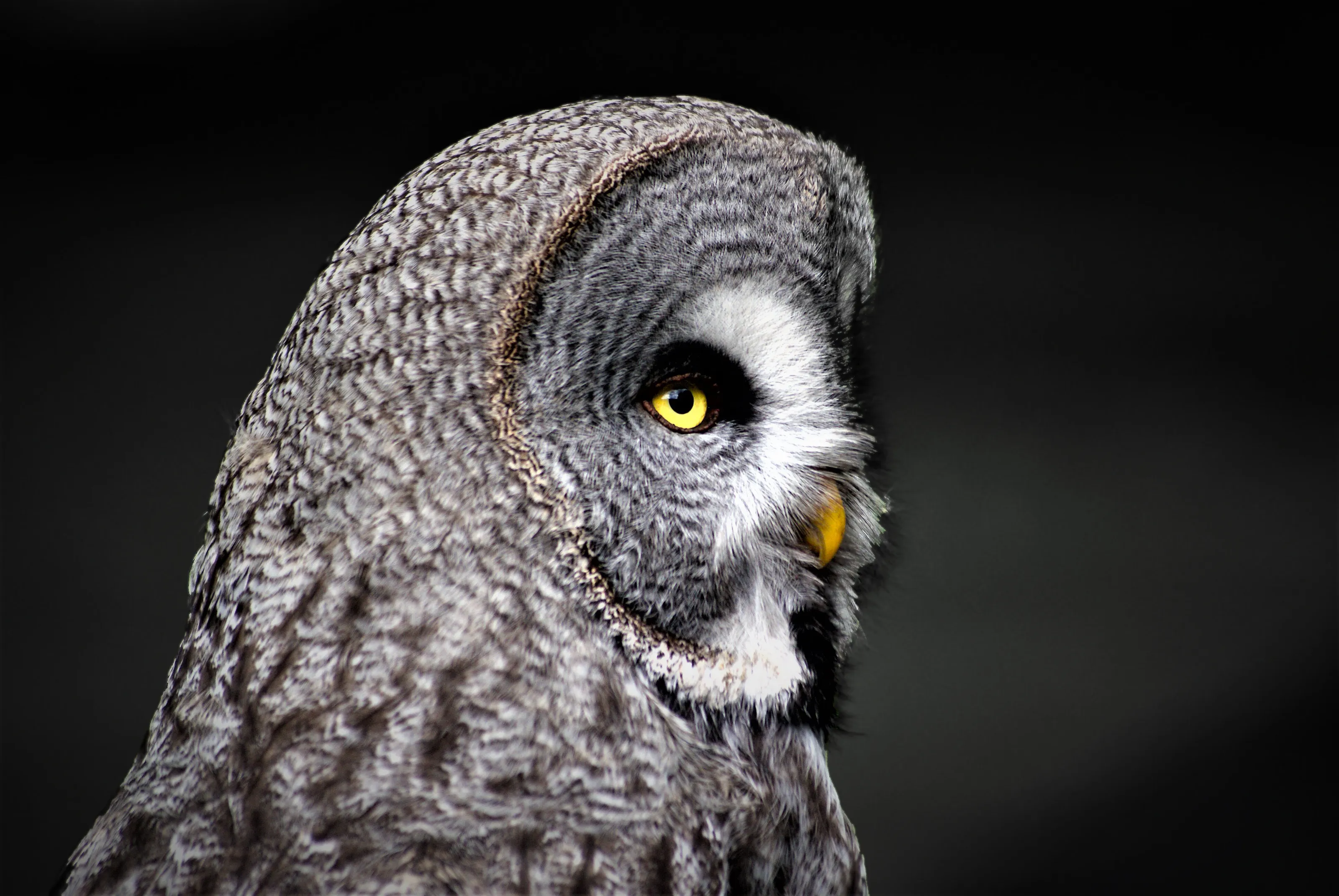 Great Grey Owl