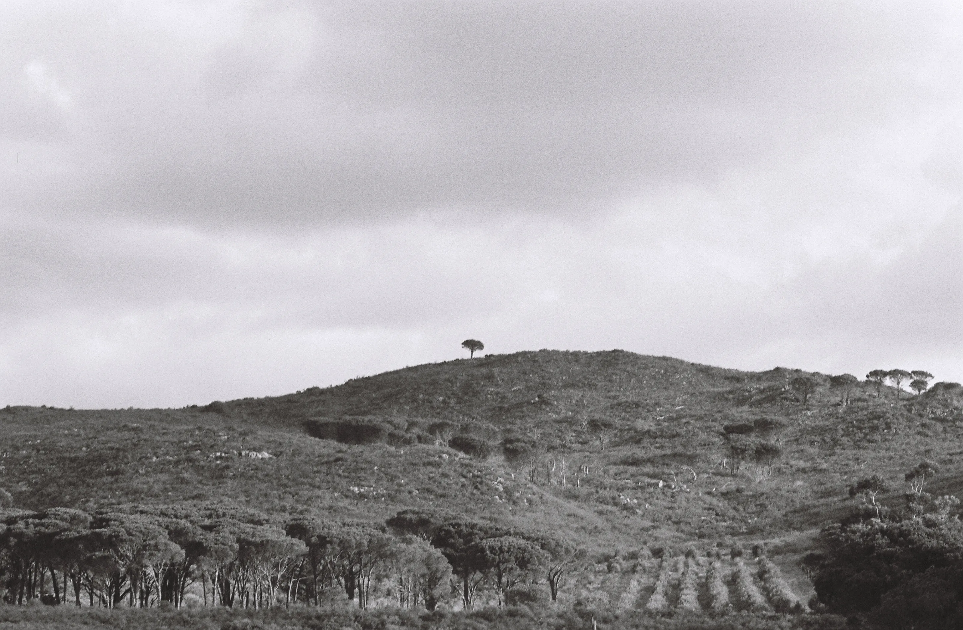 The Lone Tree