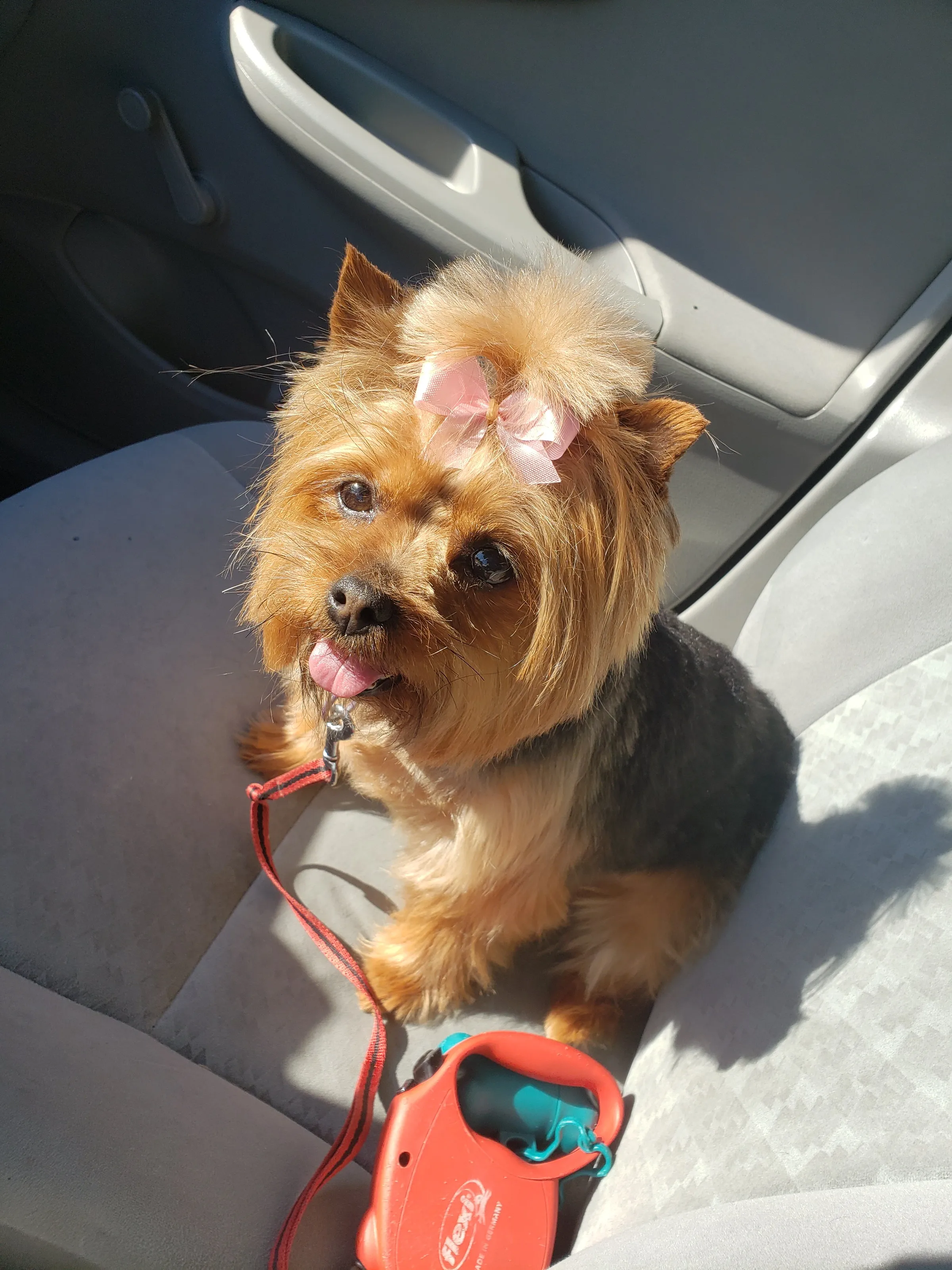 Yorkie