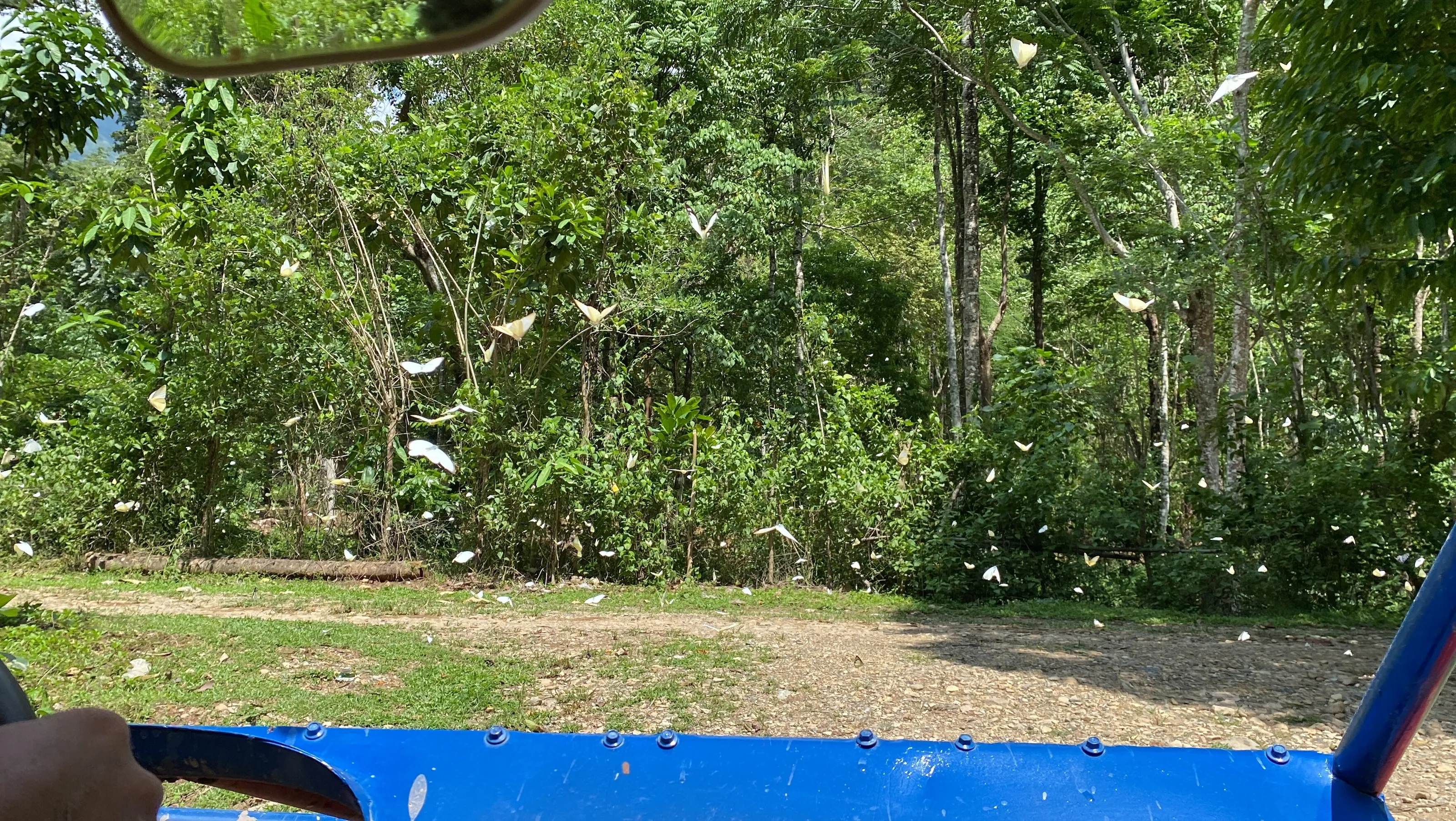 Butterfly Madness
