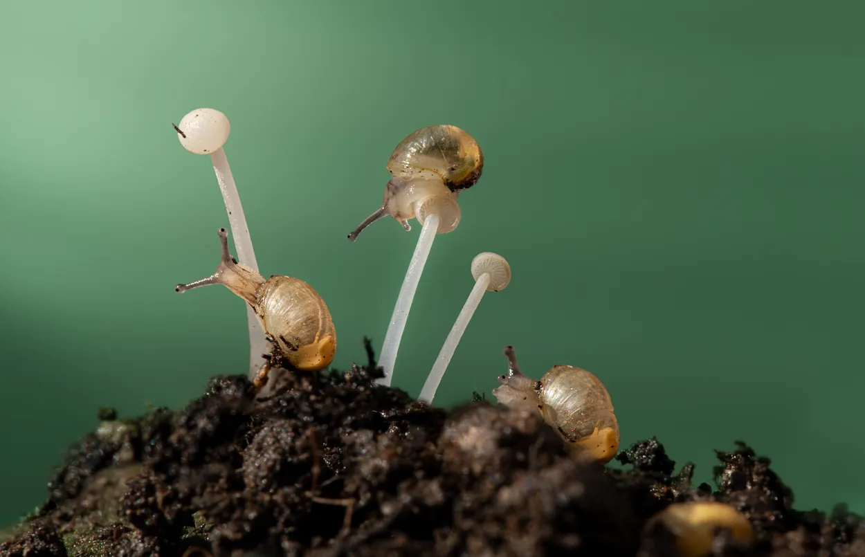 Baby snails and mushrooms
