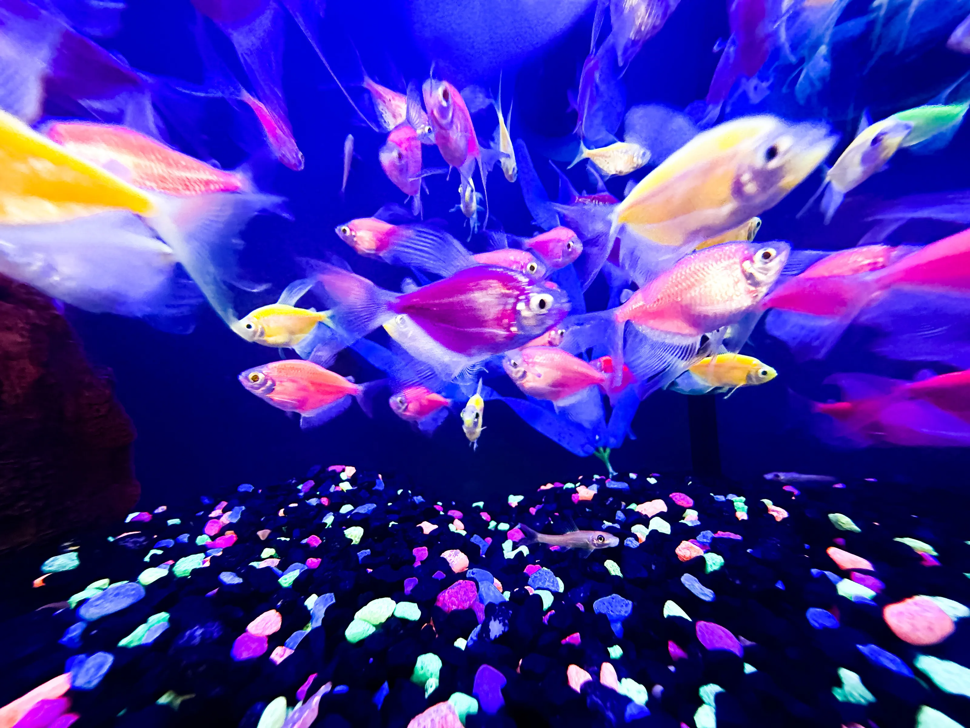 Fish