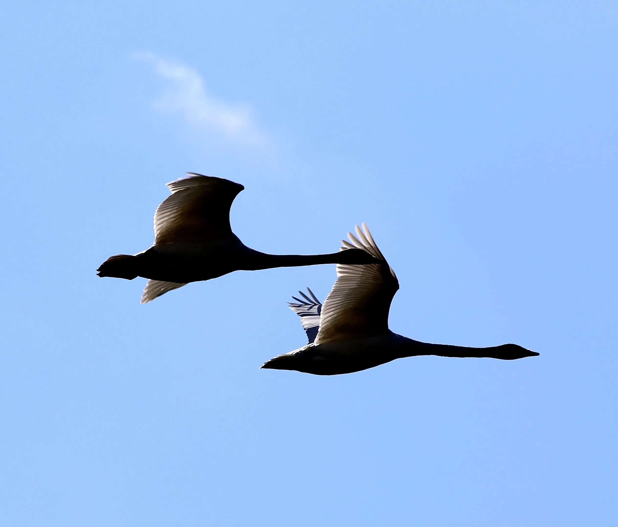 Spring Flight