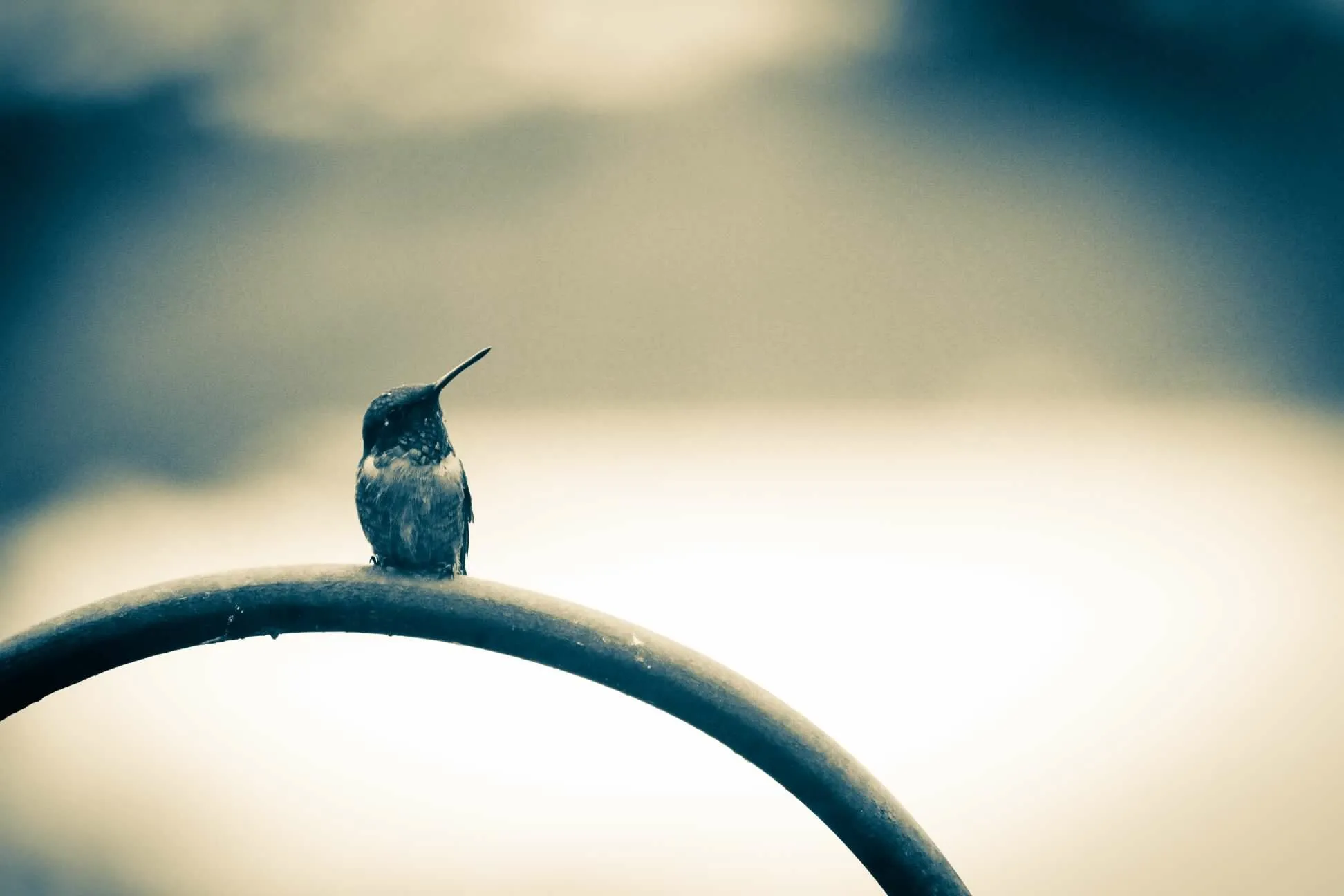 Small bird, Big world