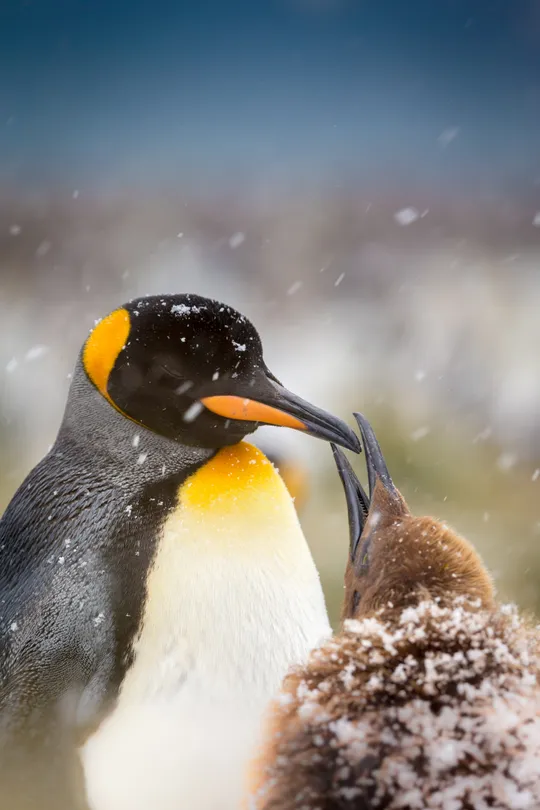 King Penguin Pair