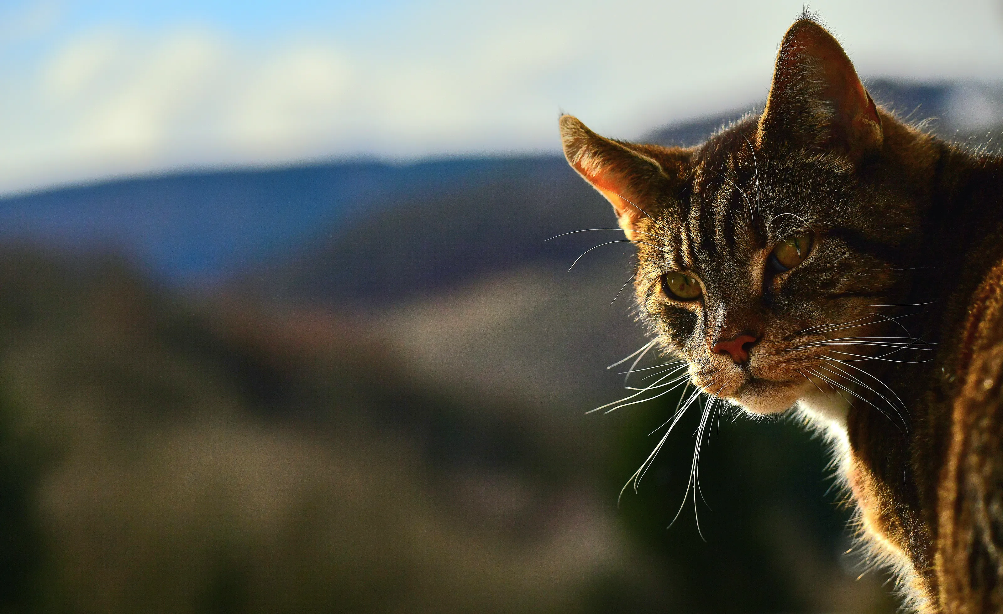 A cat's viewpoint