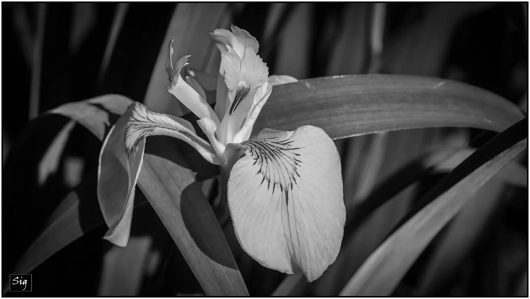 Entry 16853213