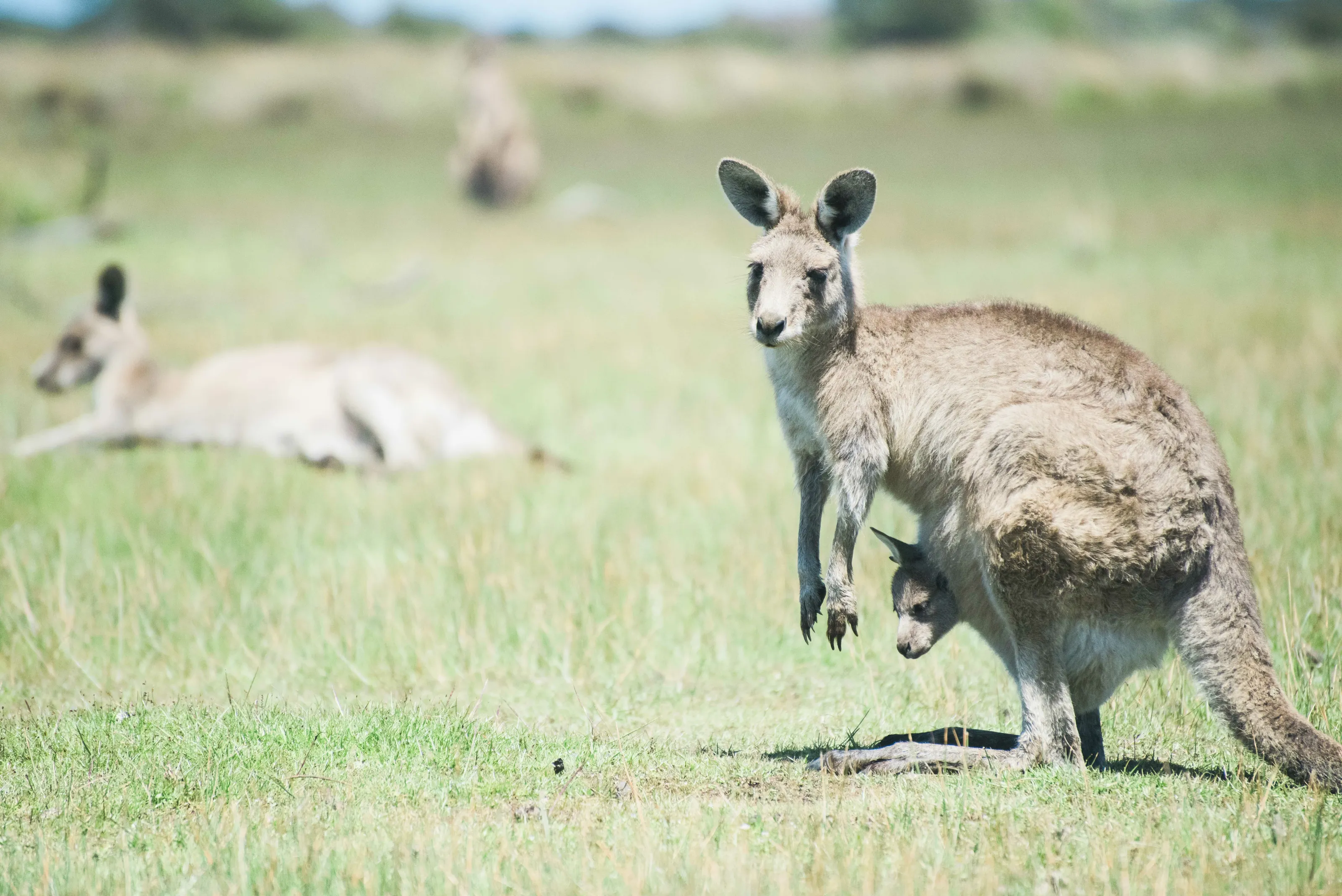Wallaby in Tasmania