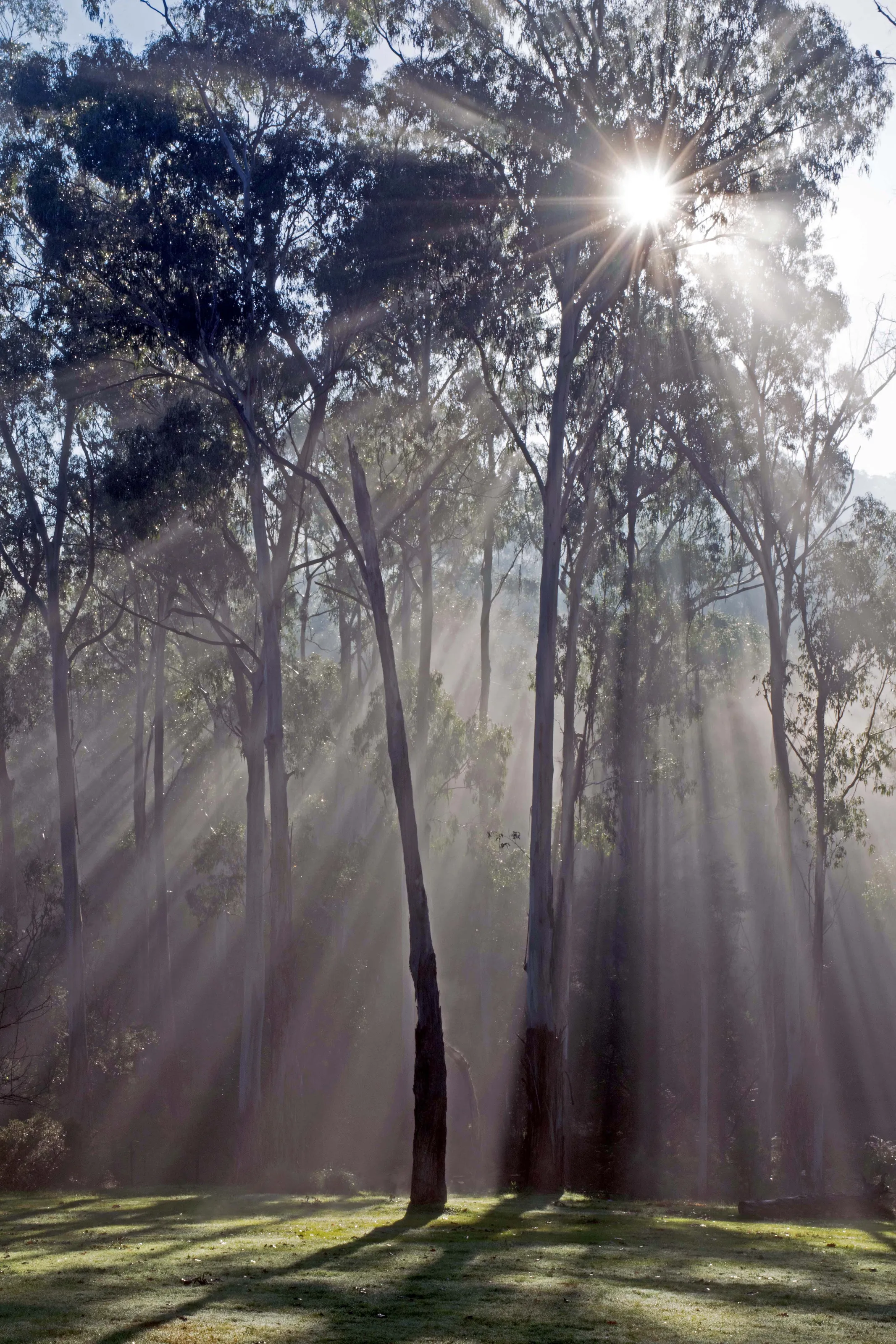 A Foggy Morning