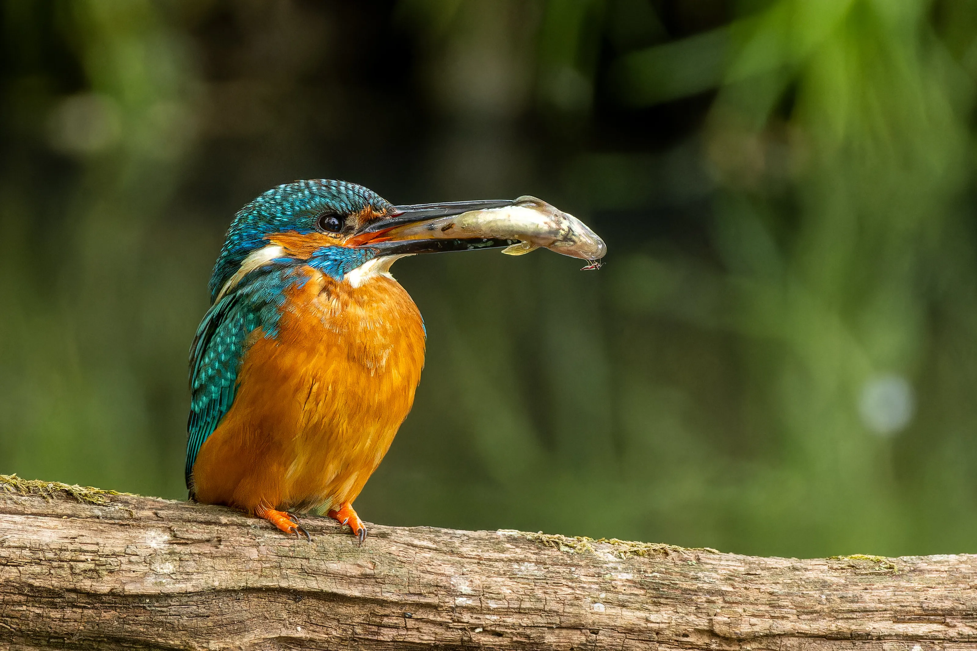 kingfisher with fish against mosquito