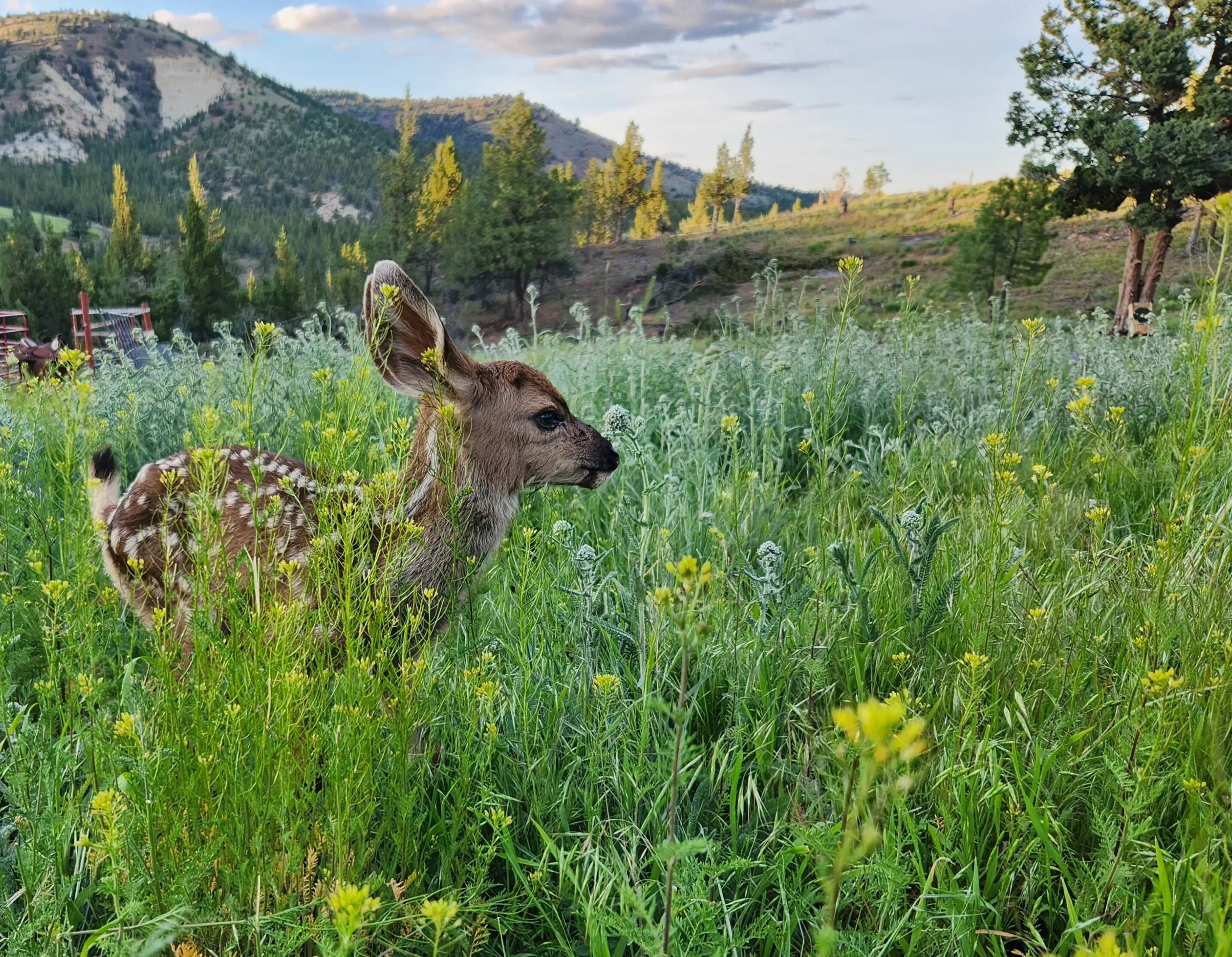 Fawn in the Yard