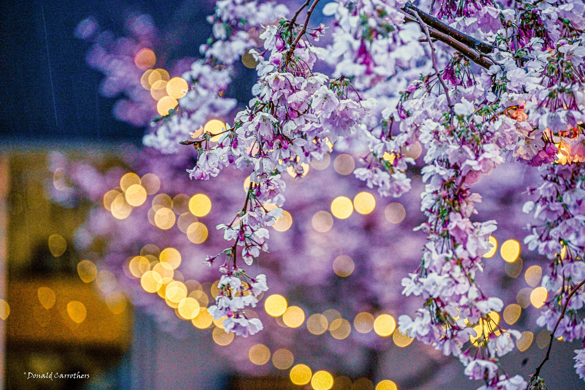 Downtown rainy spring evening