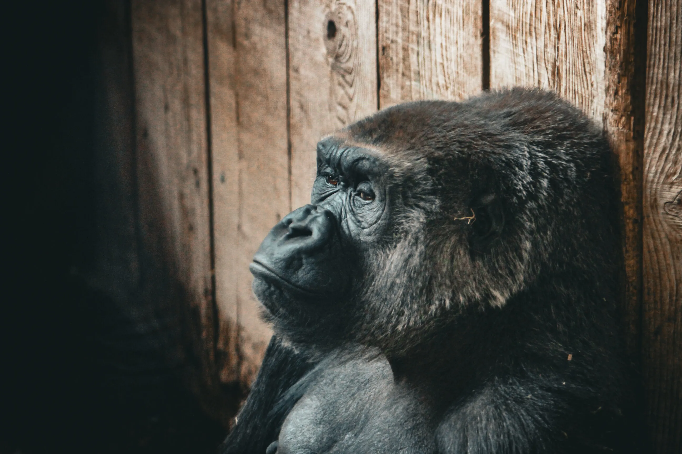 Sad Gorilla