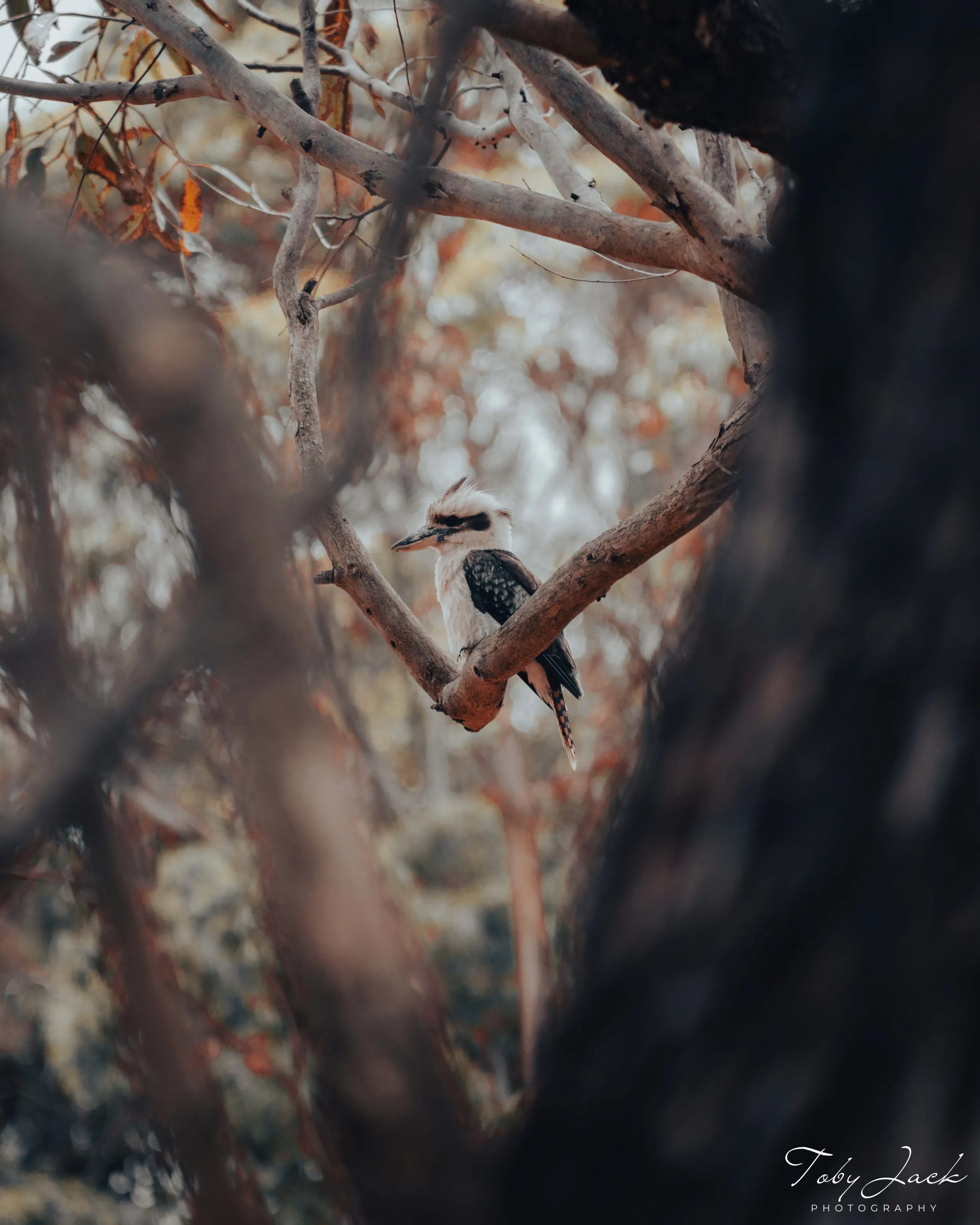Kookaburra