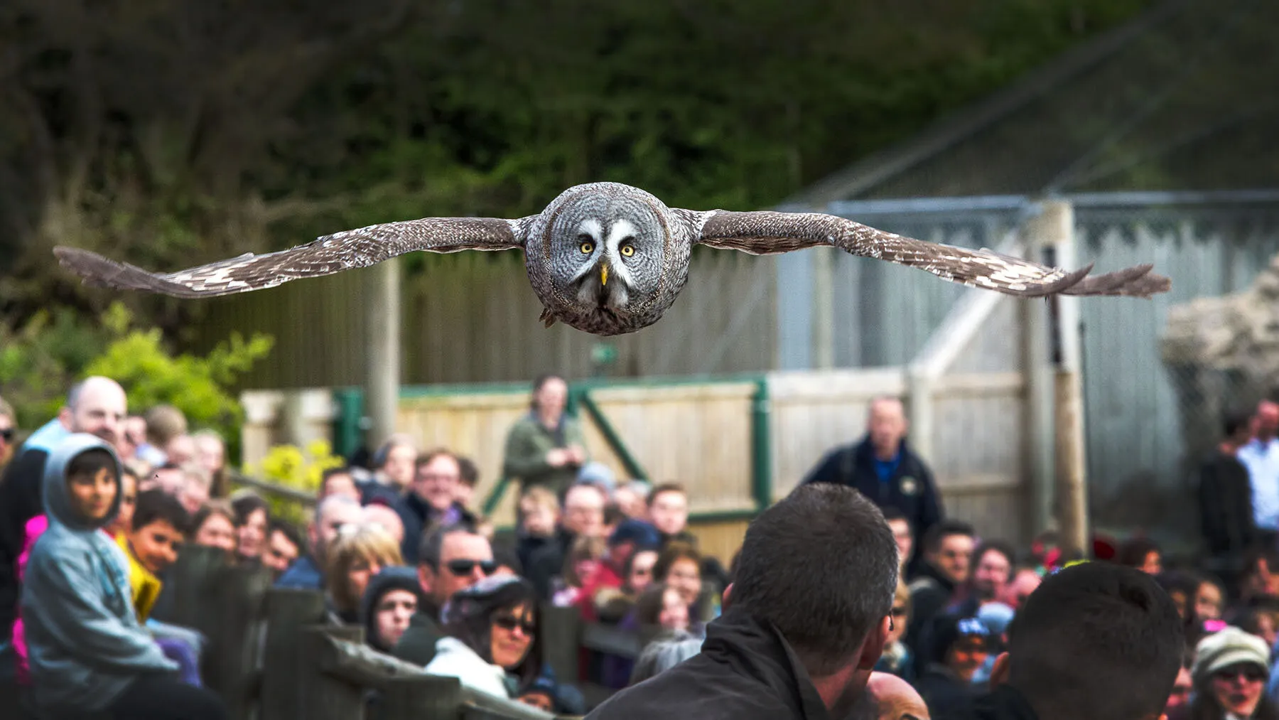 Banham Zoo Owl Flight