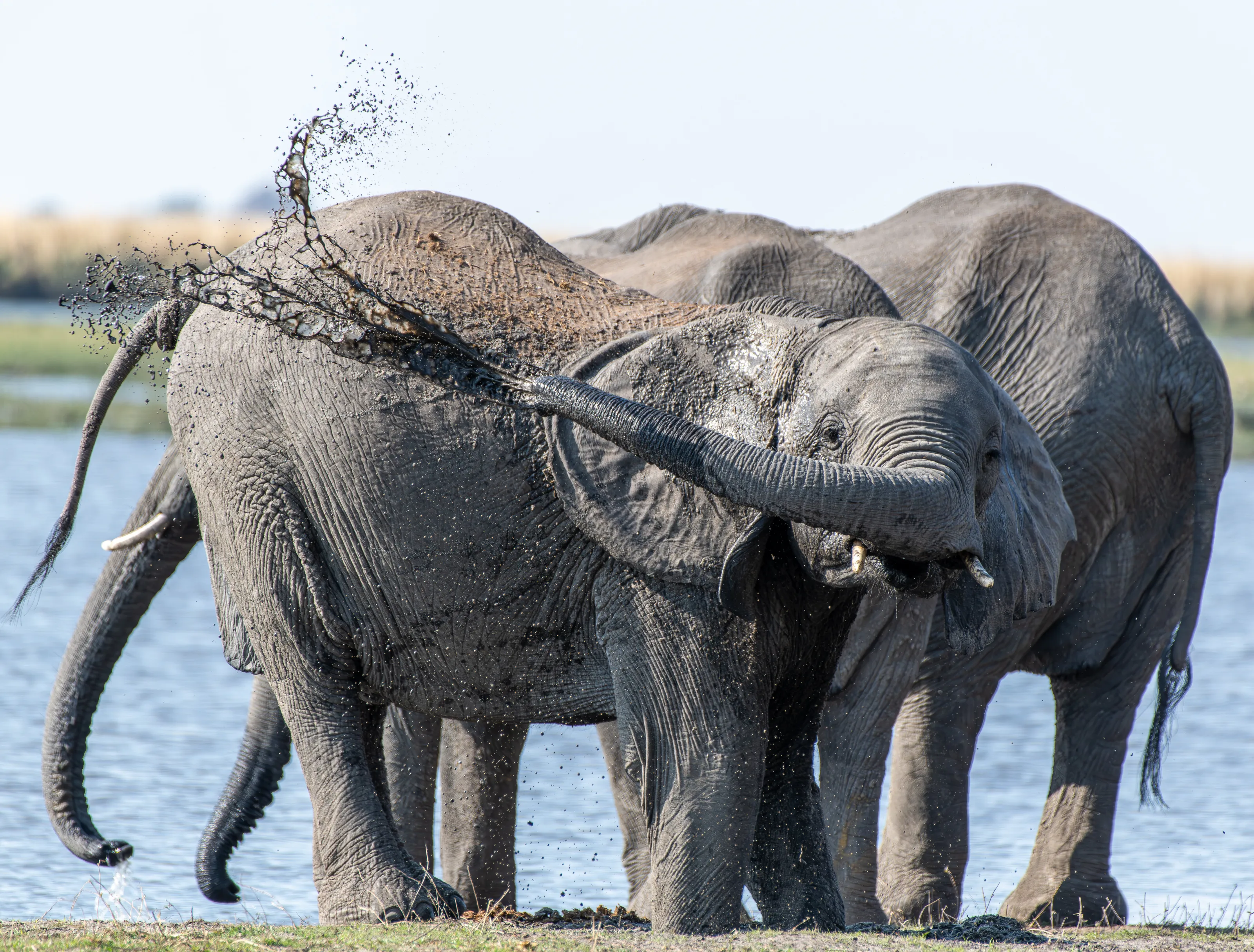 Elephant Mud Shower