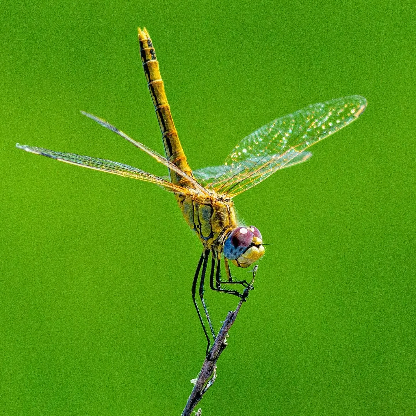Dragon Fly