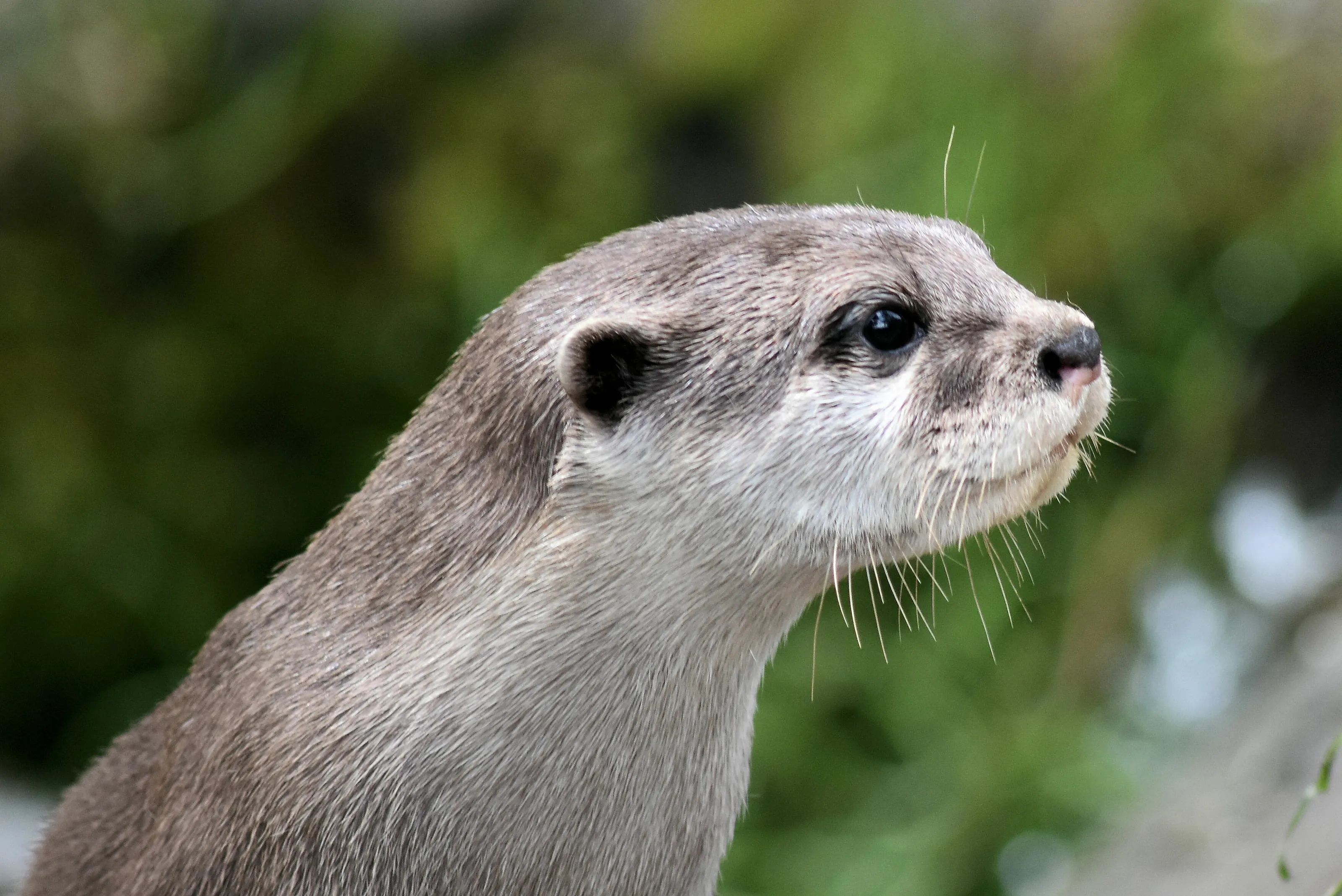 Handsome Dad Otter