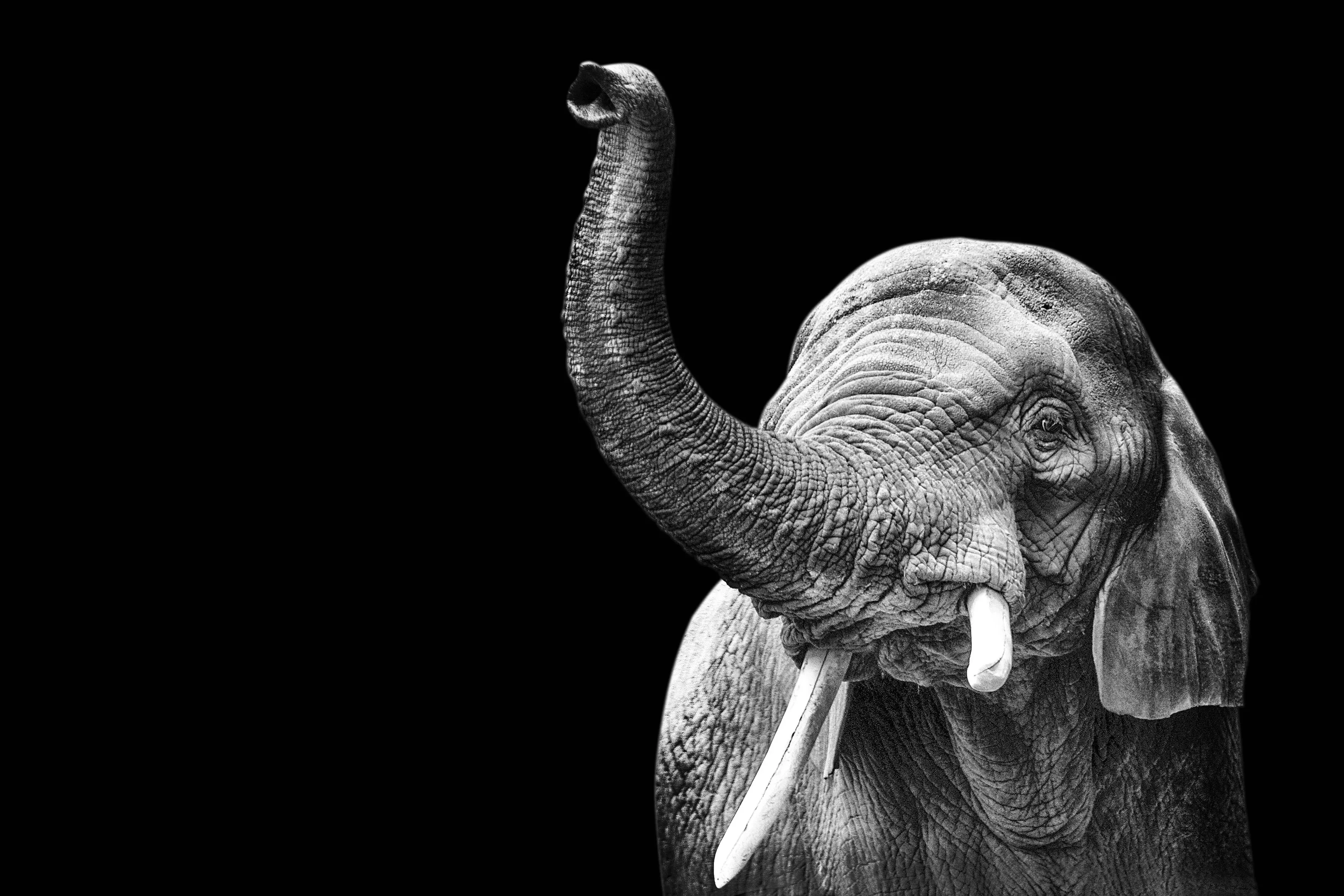 Elephant in black